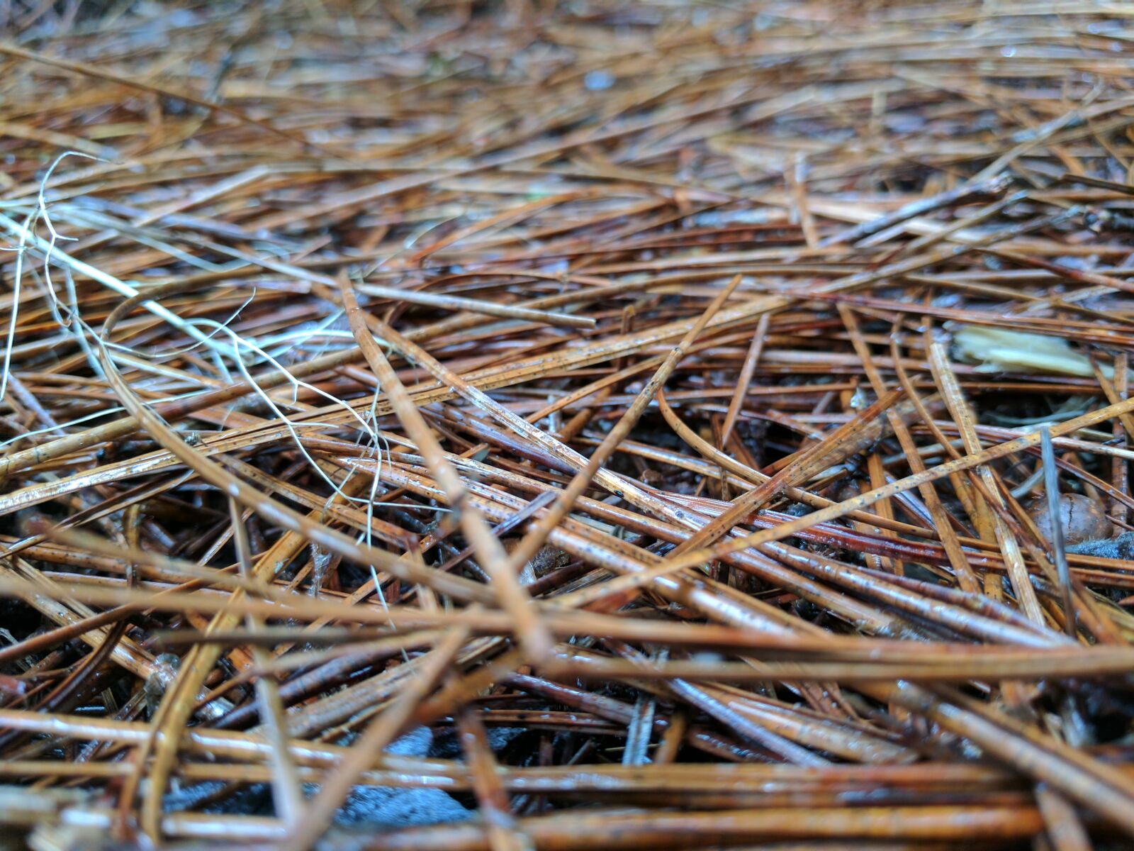 Google Pixel XL sample photo. Pine, pine, needles, pine photography