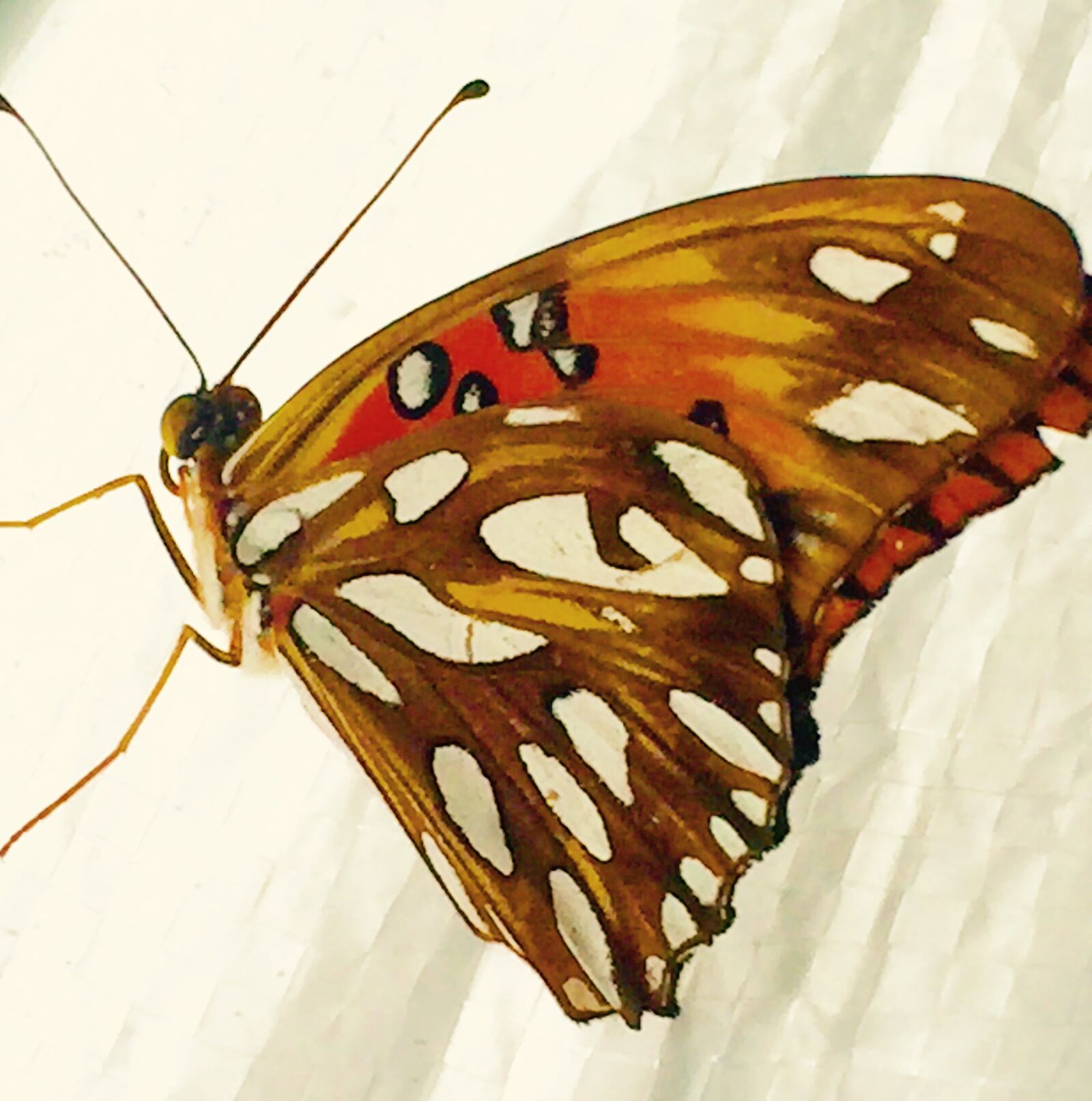 iPhone 6 back camera 4.15mm f/2.2 sample photo. Butterfly, spring, fly photography