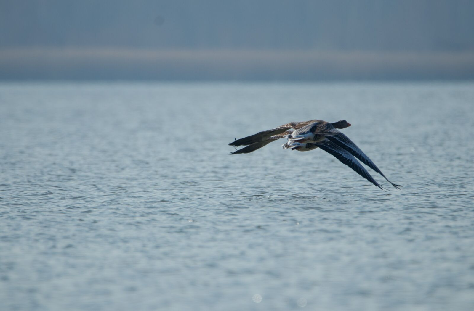 150-600mm F5-6.3 DG OS HSM | Contemporary 015 sample photo. Nature, wild geese, love photography