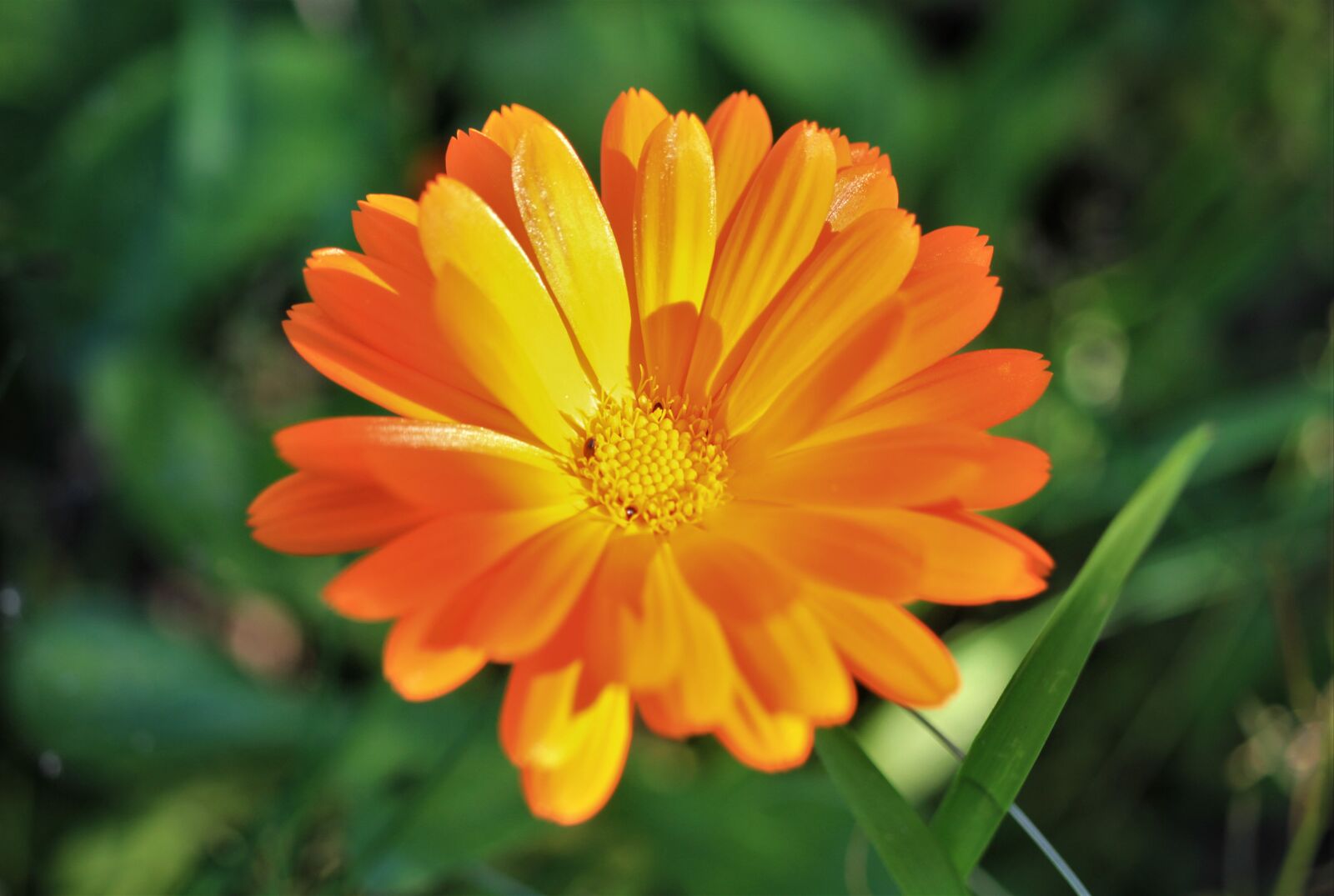 Canon EOS 7D sample photo. Orange, blossom, bloom photography