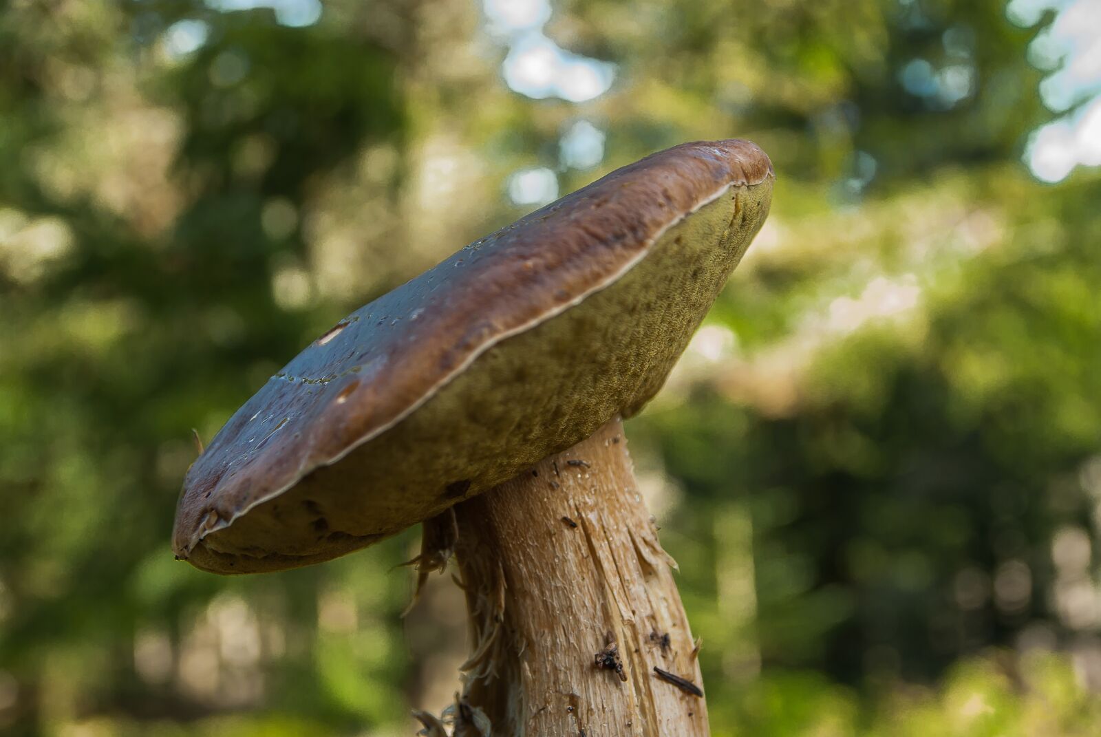 Pentax K10D sample photo. Fungus, cep, forest photography