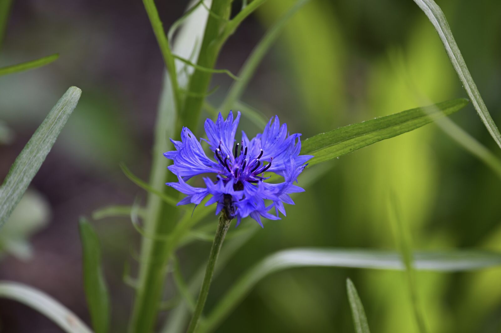 Nikon Z6 sample photo. Cornflower, flower, blossom photography