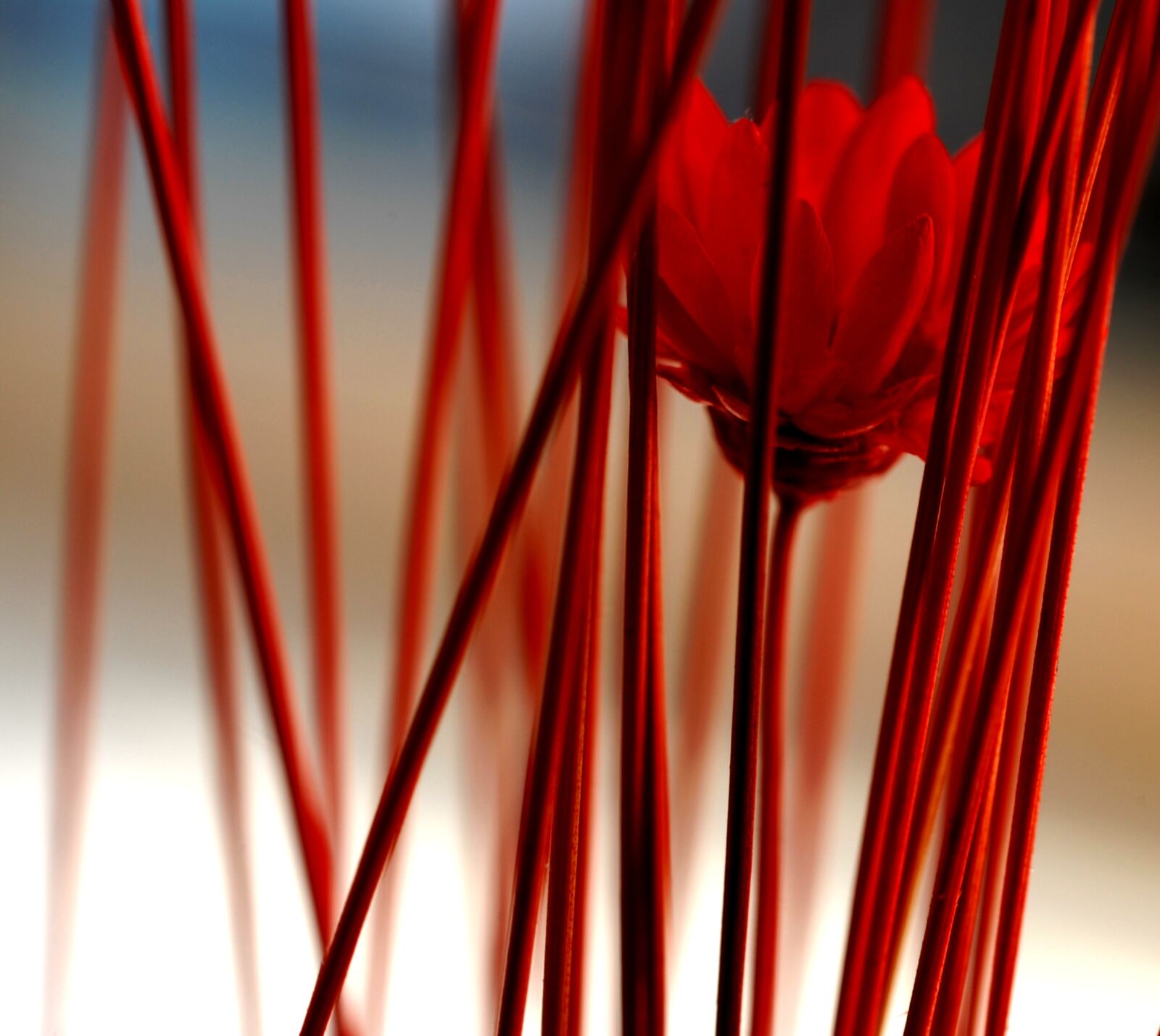 Nikon D200 sample photo. Dried decoration, immortelle photography