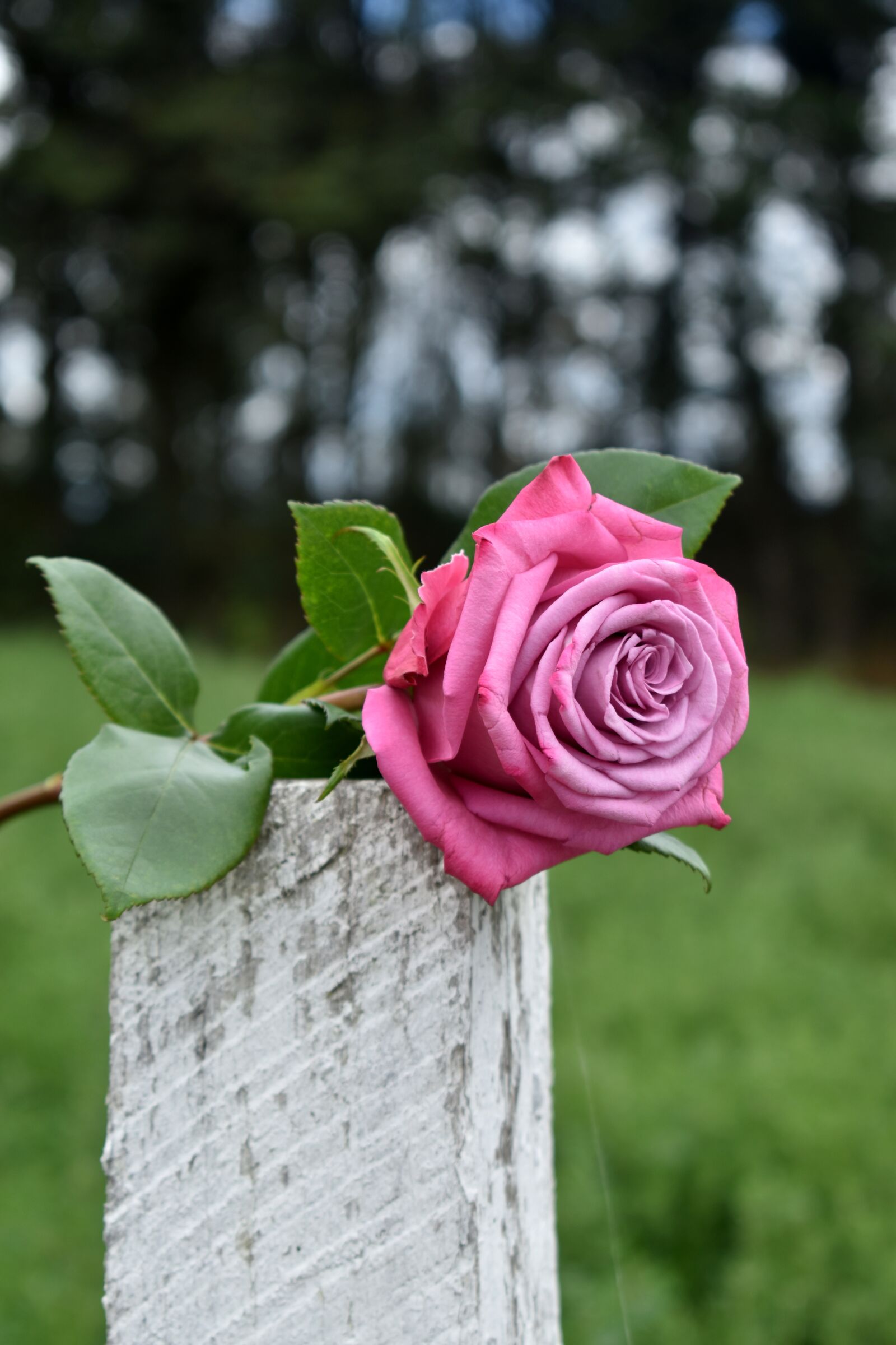 Nikon D3500 sample photo. Purple, rose, flower photography