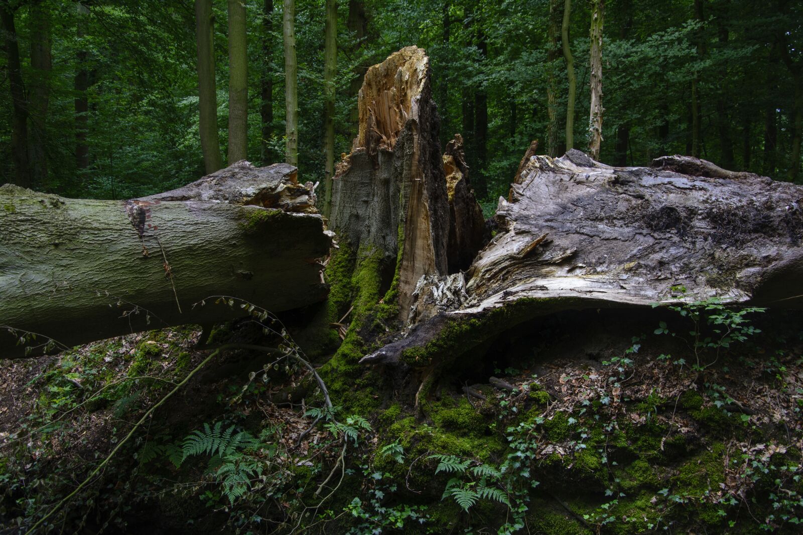Nikon D7100 sample photo. Beech, storm damage, forest photography