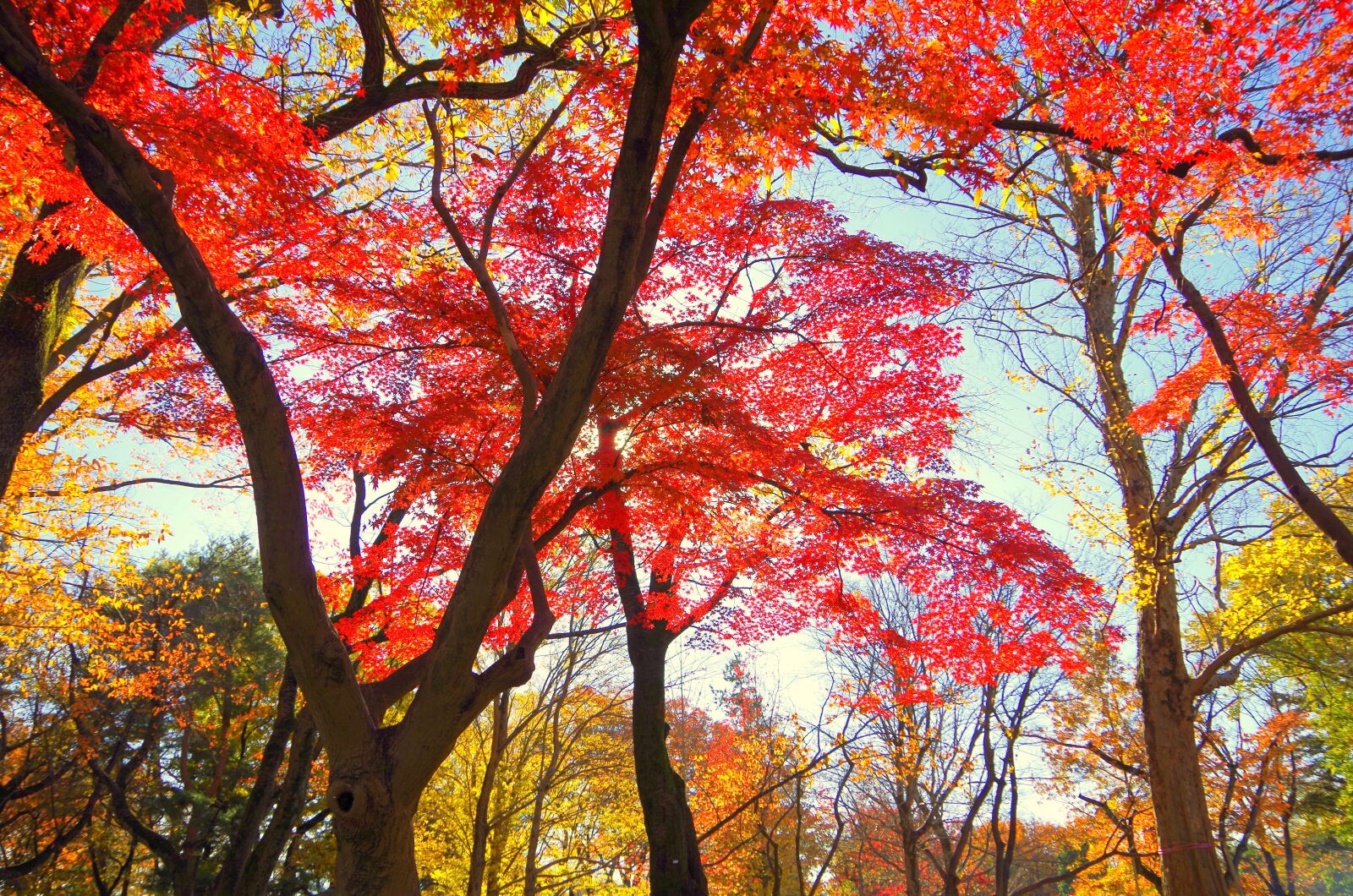 Pentax K-30 sample photo. Maple, autumn, autumnal leaves photography