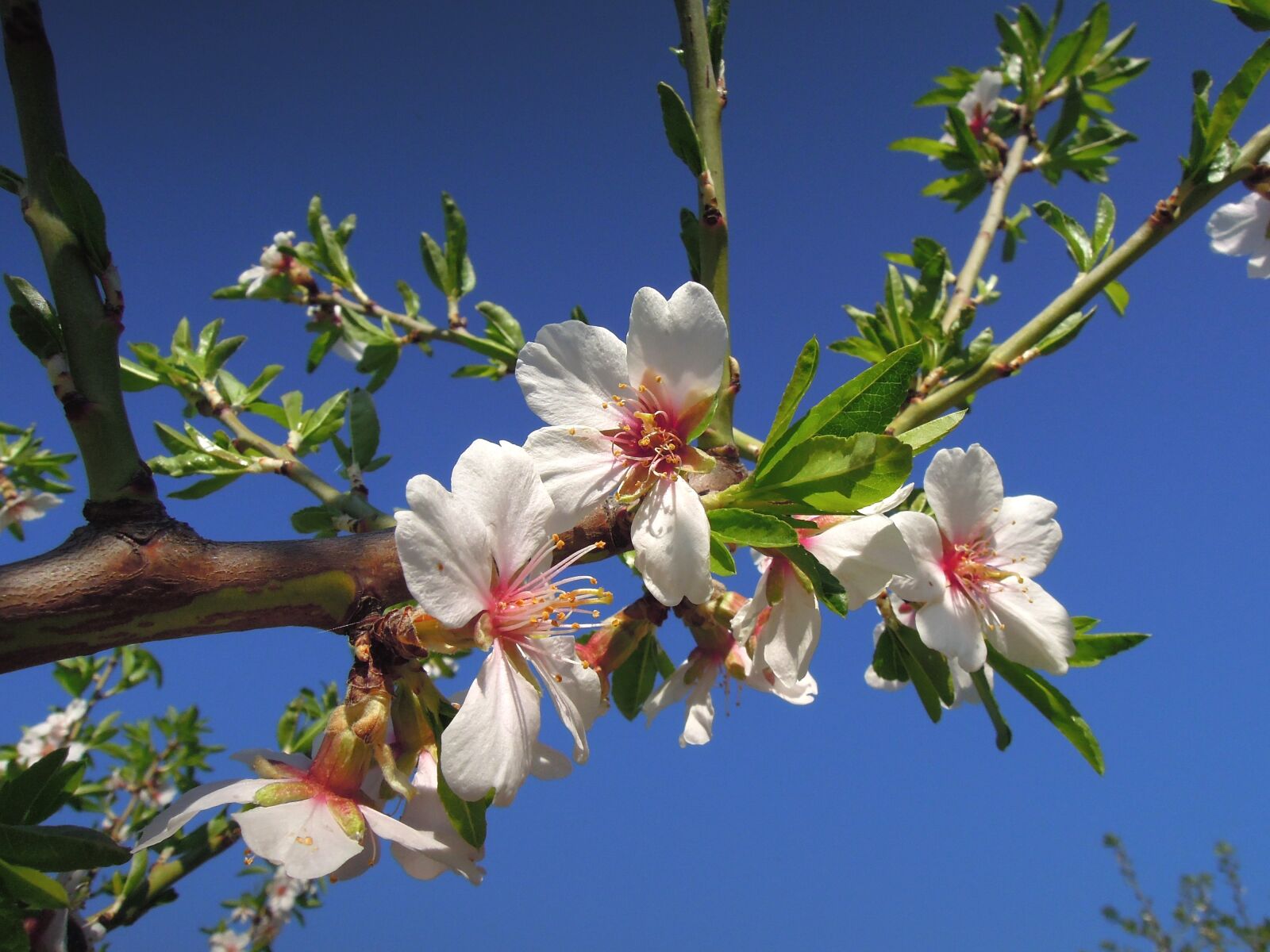 Nikon Coolpix P300 sample photo. Almond flower, flowering tree photography