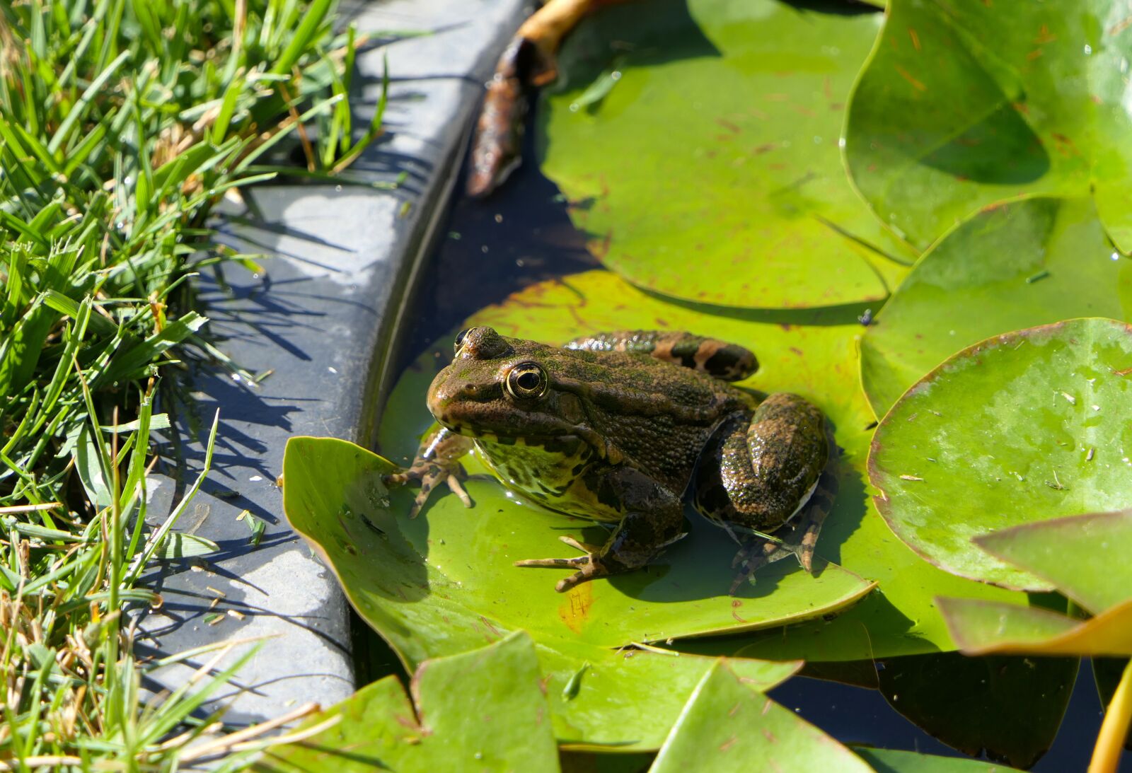 Panasonic Lumix DMC-FZ2500 (Lumix DMC-FZ2000) sample photo. Frog, amphibian, animal photography
