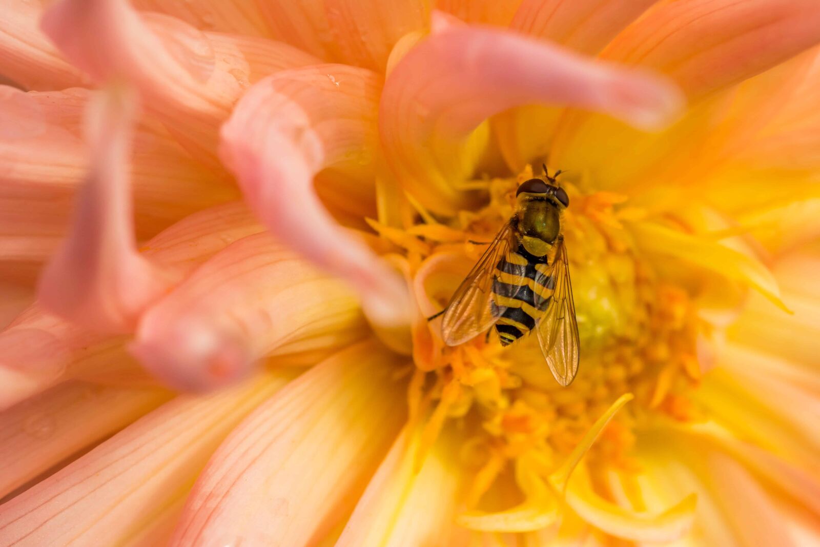Nikon D7100 sample photo. Flower, nature, garden, flora photography
