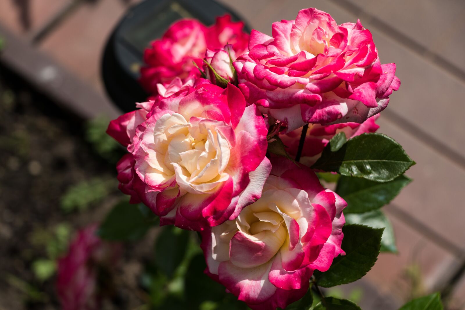 Canon EF-S 18-135mm F3.5-5.6 IS USM sample photo. Roses, flowers, petals photography