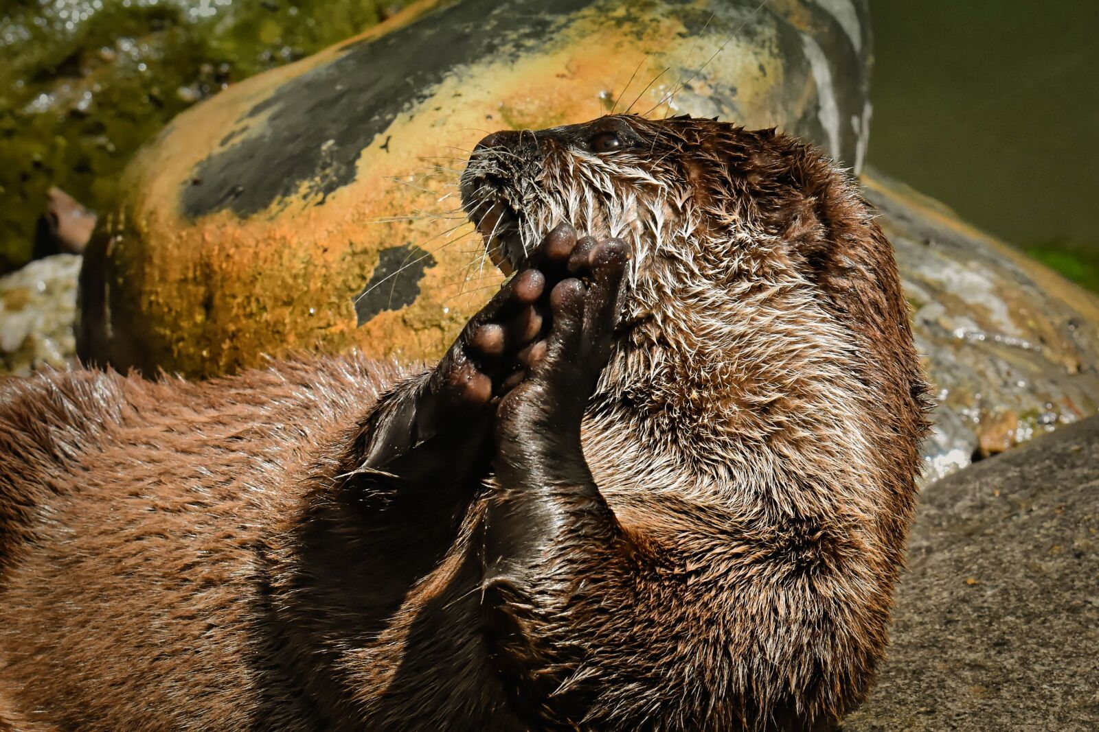 Nikon D7200 sample photo. Otter, playful, play photography