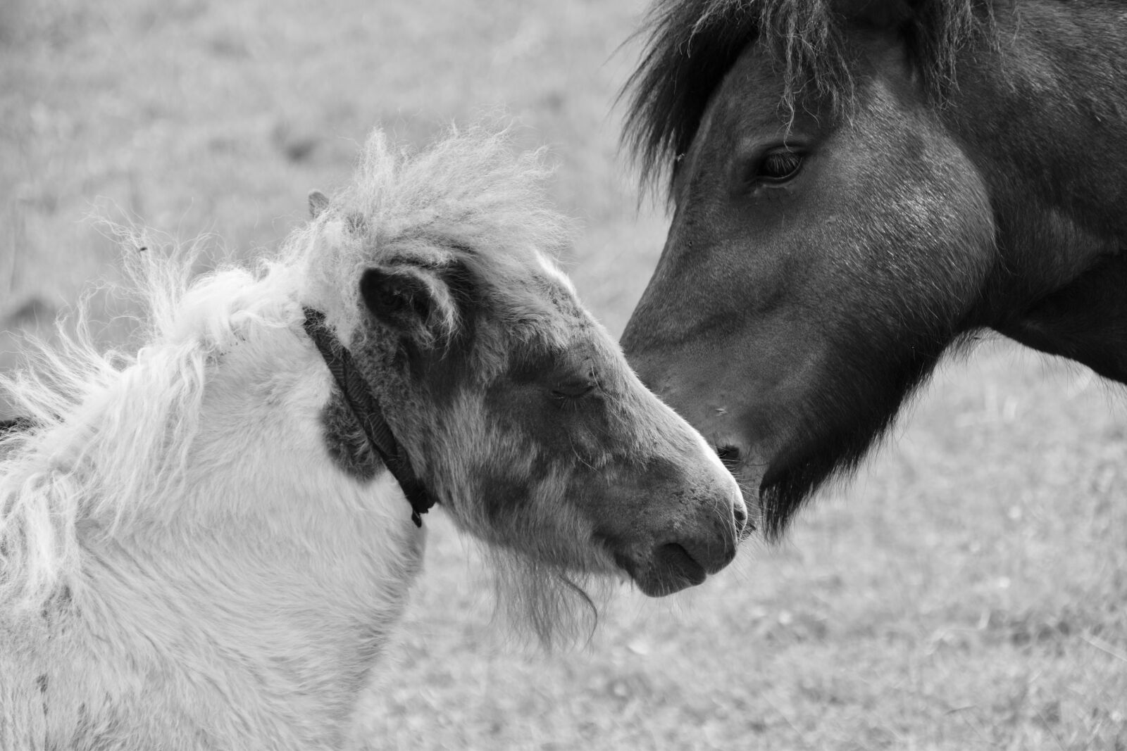 Nikon D5600 sample photo. Shetland pony, black and photography