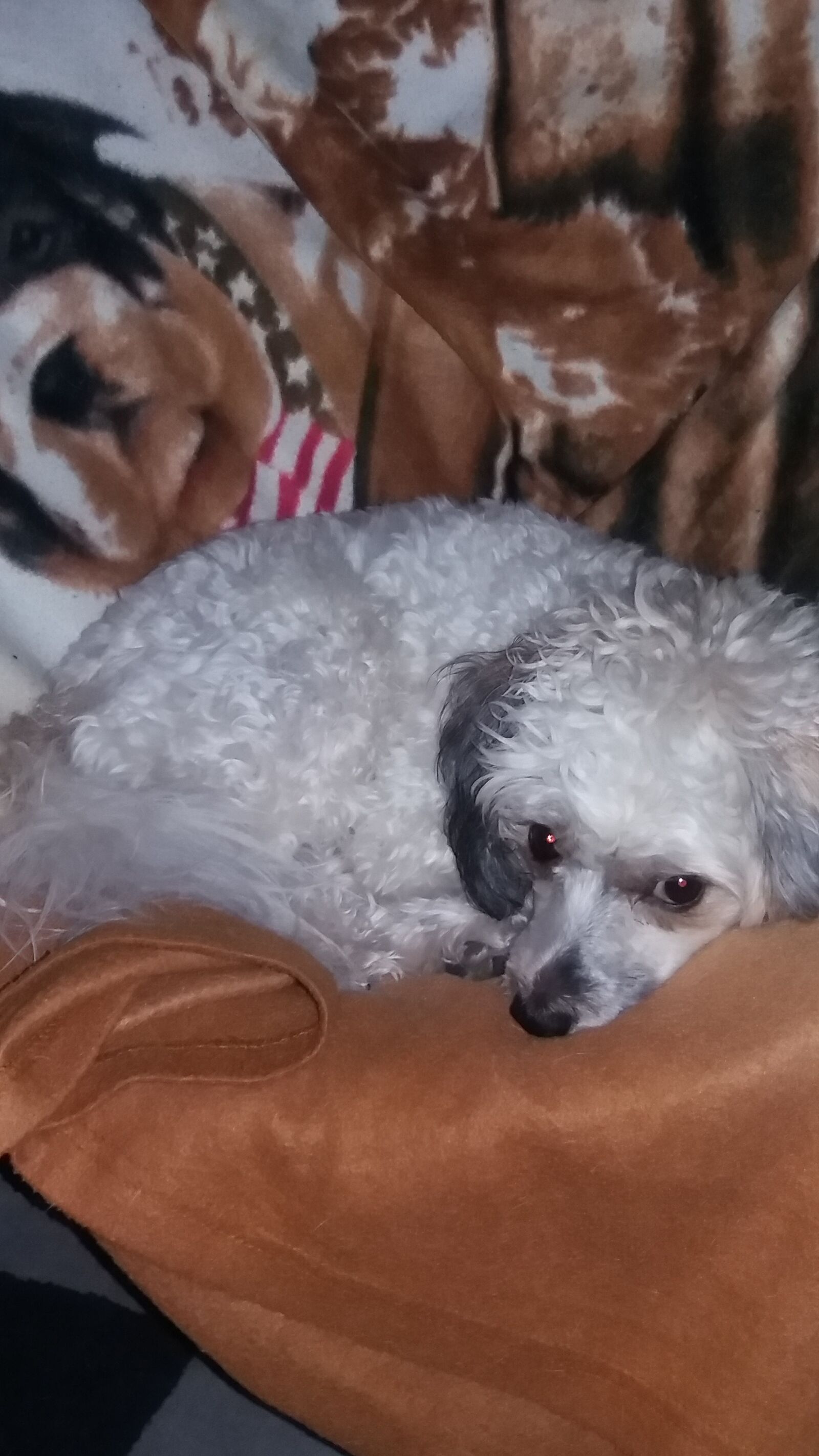 Samsung Galaxy J5 sample photo. Dog, young, domesticated photography