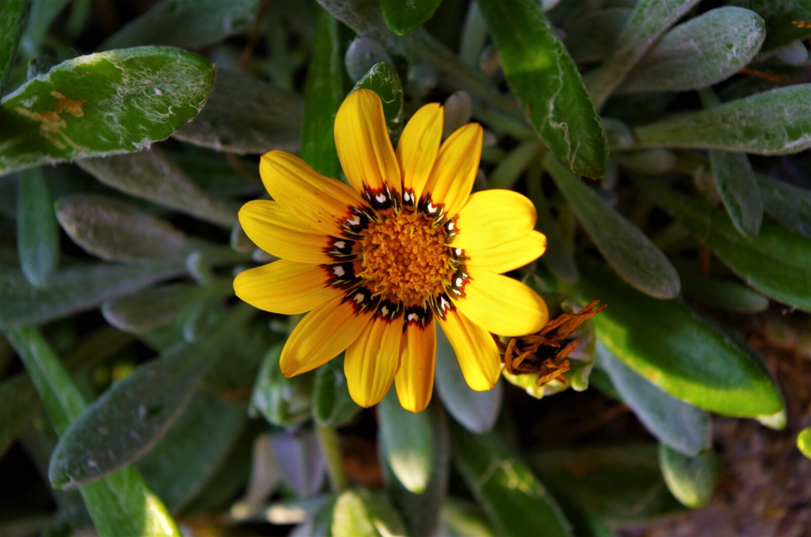 Pentax K-50 sample photo. Flower, yellow flower photography