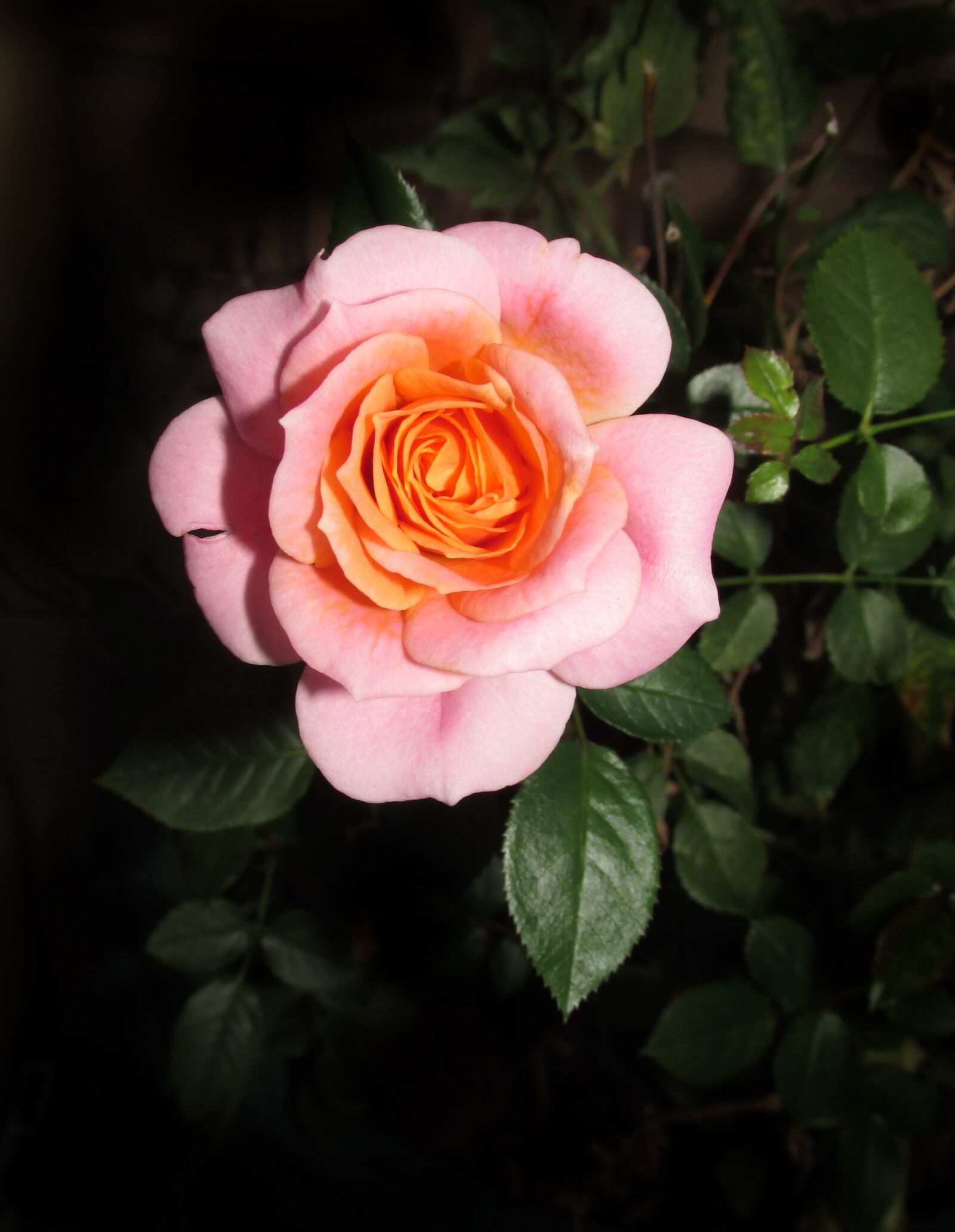Canon PowerShot SX170 IS sample photo. Flower, rose, petal photography