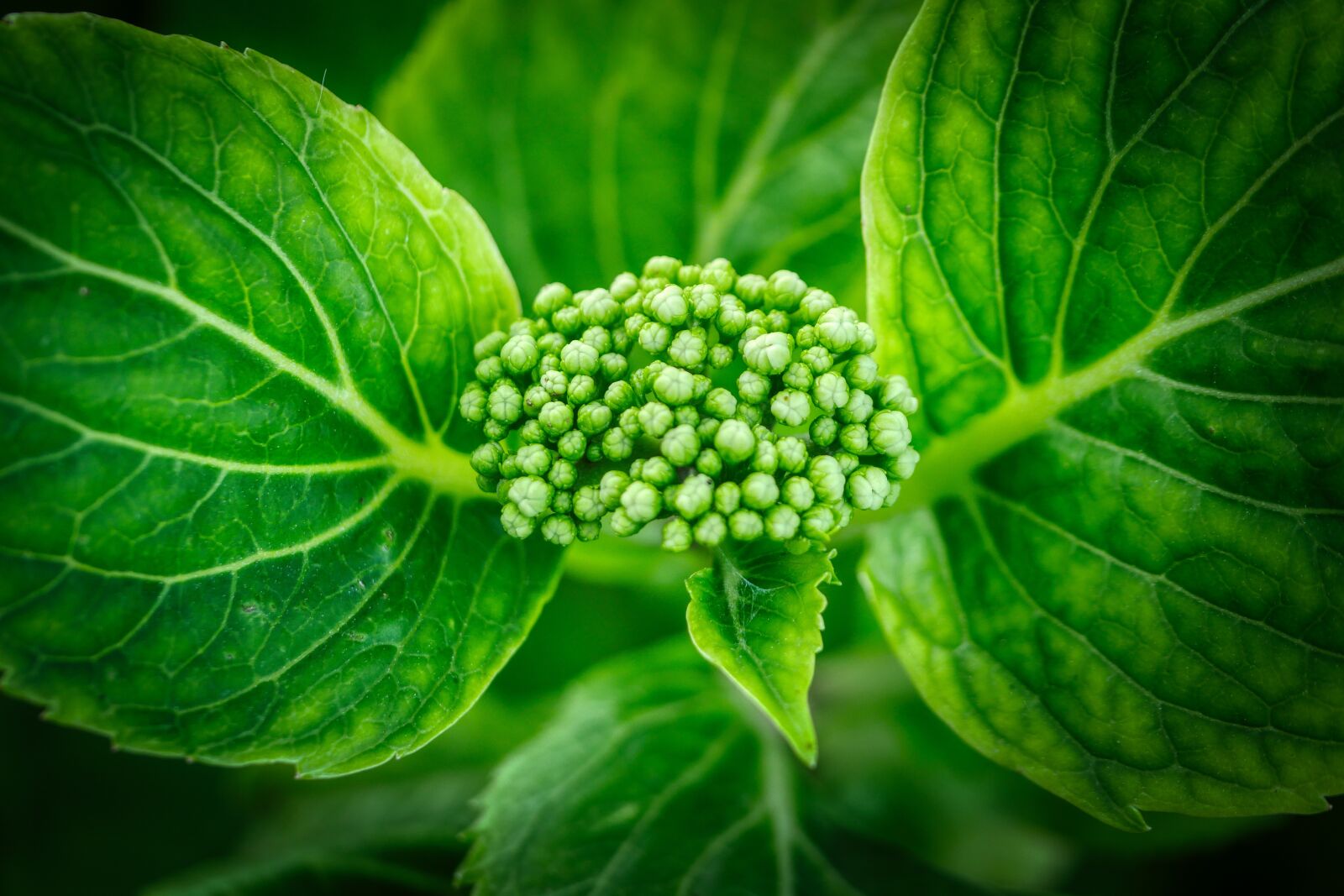 Panasonic Lumix DMC-GX8 sample photo. Leaf, green, veins photography