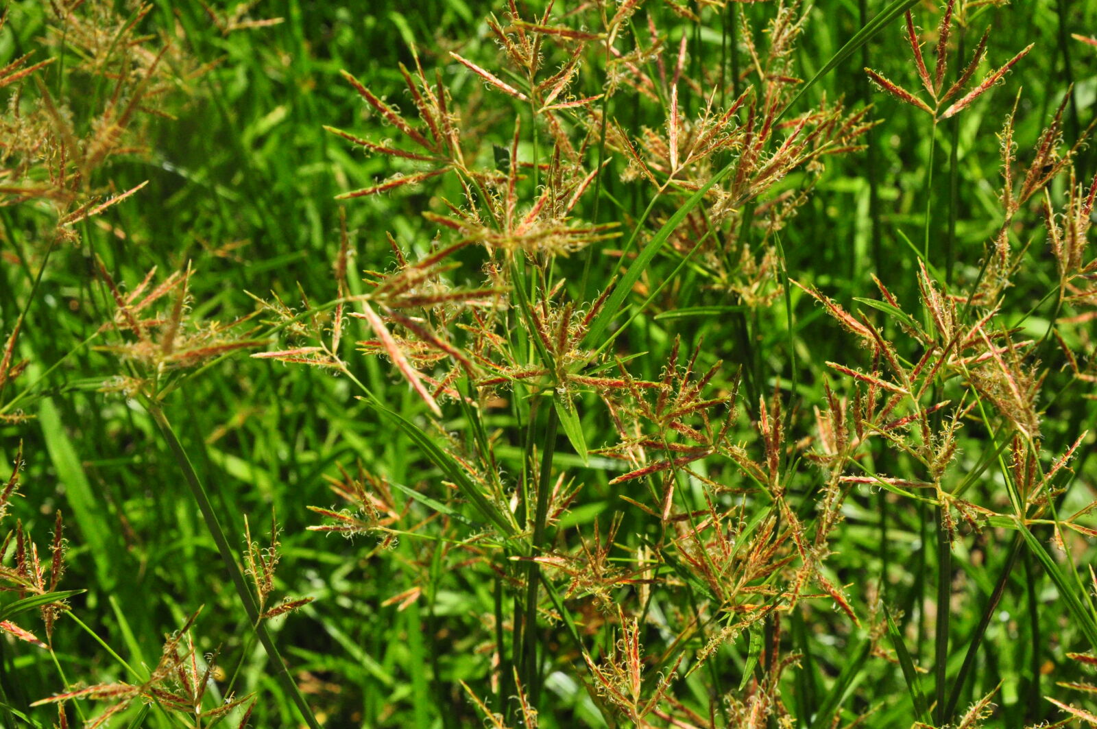 Nikon D90 sample photo. Nature, saccharum photography