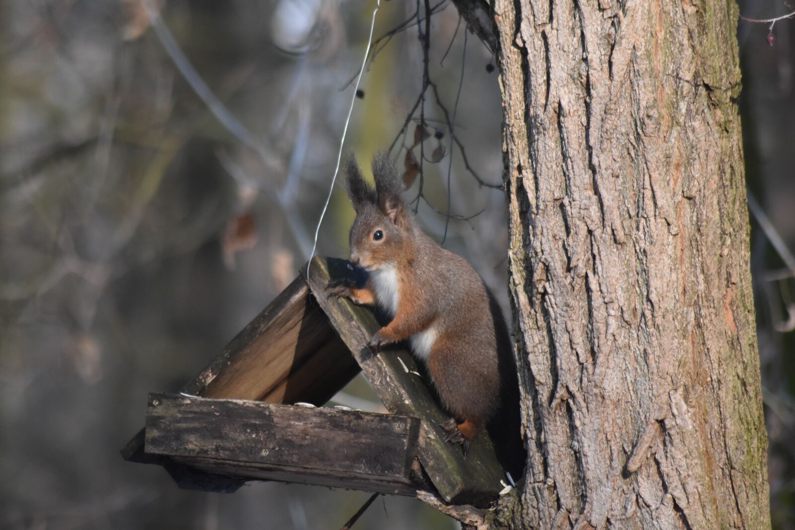Nikon D7200 sample photo. Squirrel, forest, nature photography