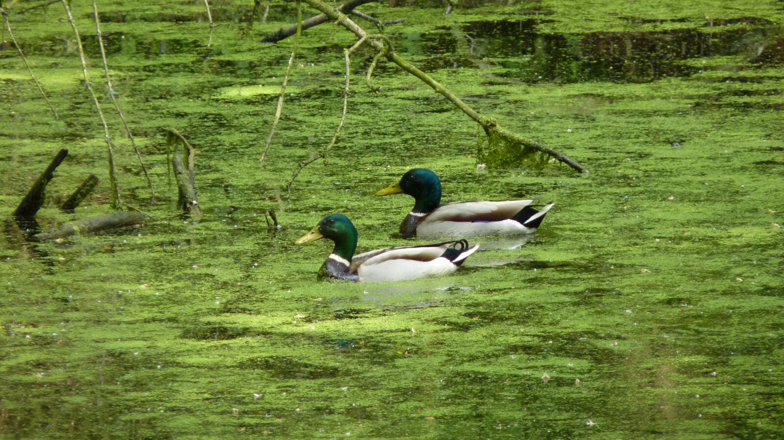 Panasonic Lumix DMC-FZ35 (Lumix DMC-FZ38) sample photo. Animals, ducks, water bird photography