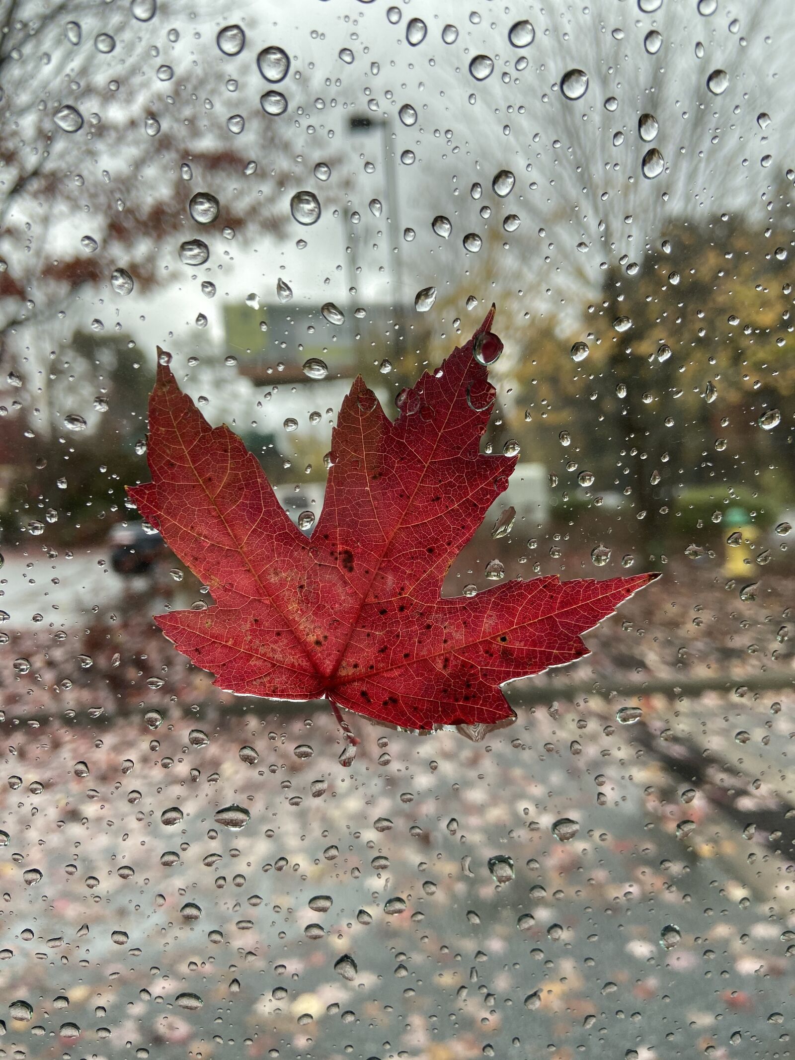Apple iPhone 11 sample photo. Rainy day, rain, rainy photography