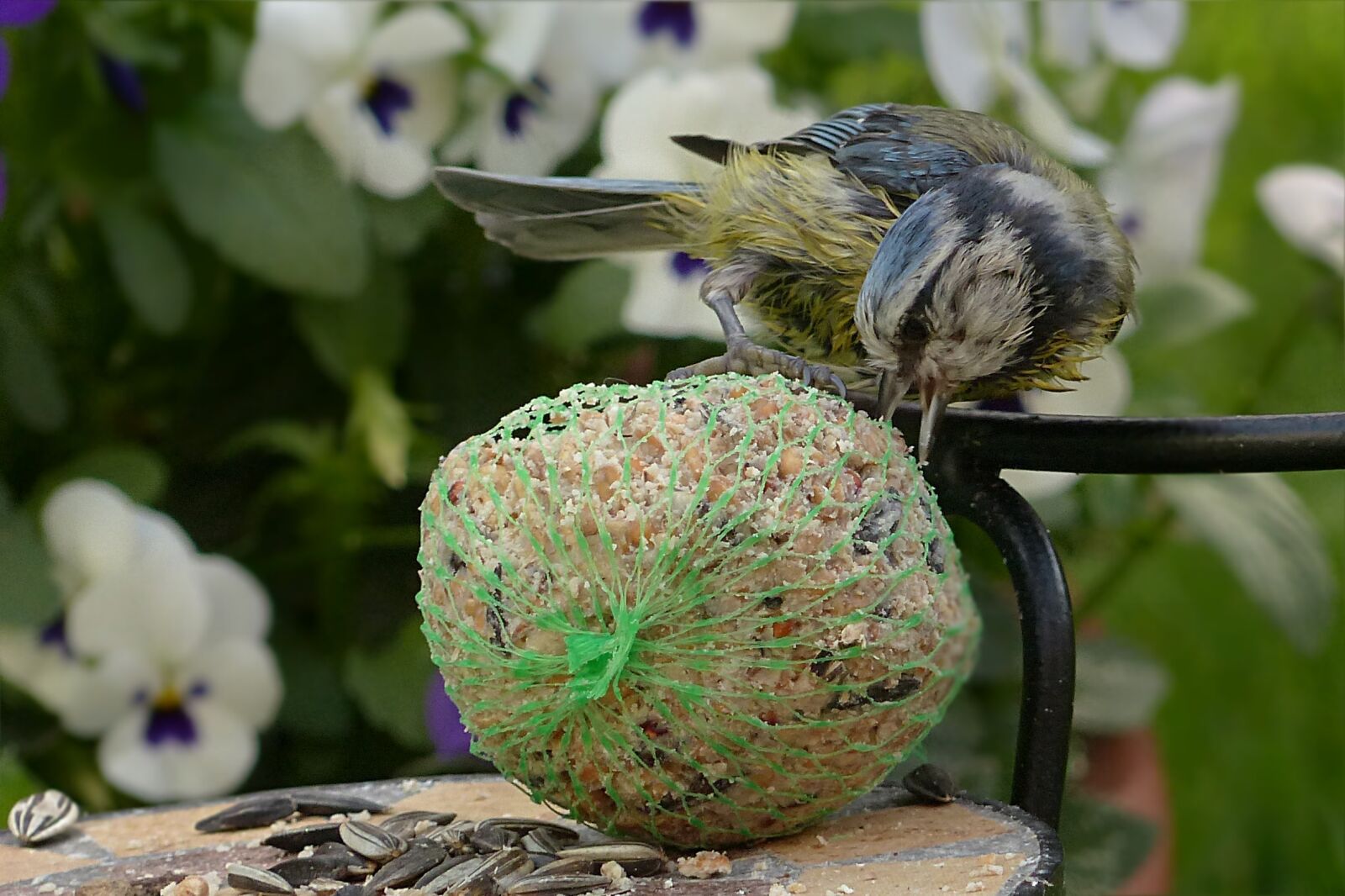 Panasonic Lumix DMC-FZ200 sample photo. Bird, tit, blue tit photography
