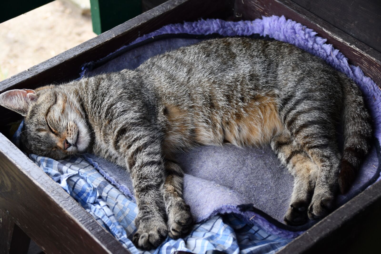 Nikon D7500 sample photo. Cat, animals, sleep photography