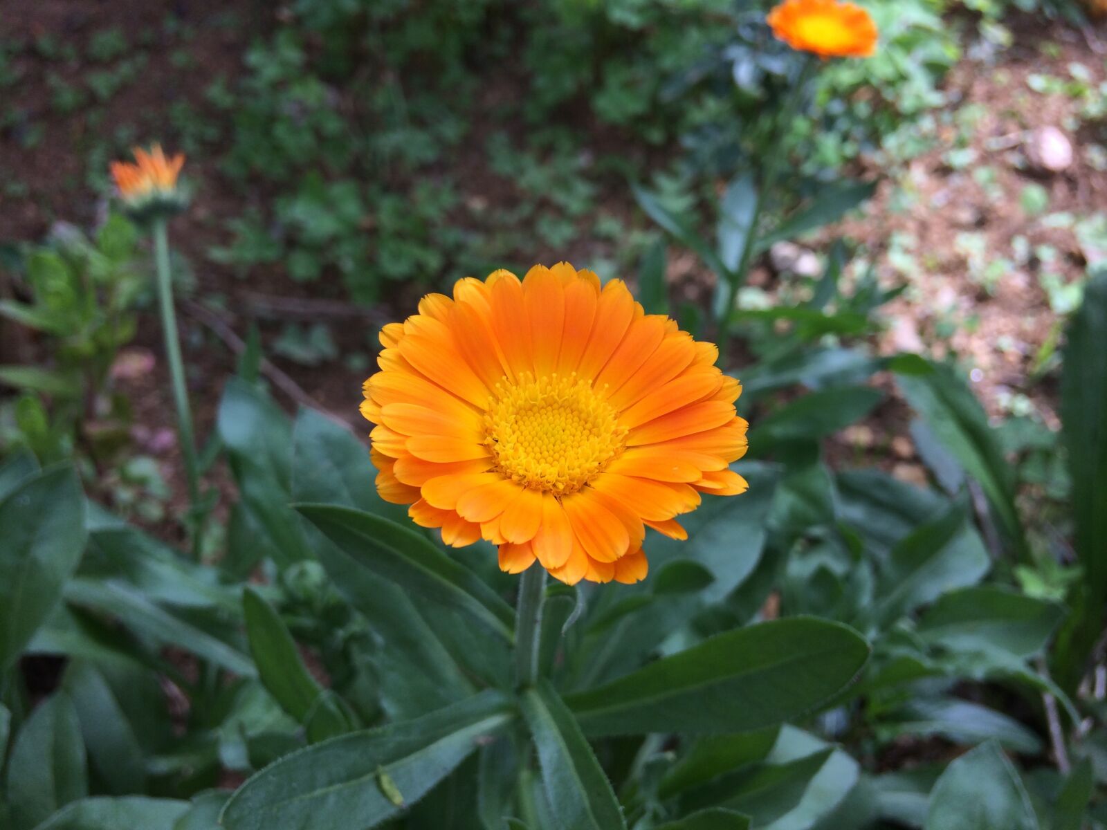 iPhone 5s back camera 4.15mm f/2.2 sample photo. Plant, nature, flower photography