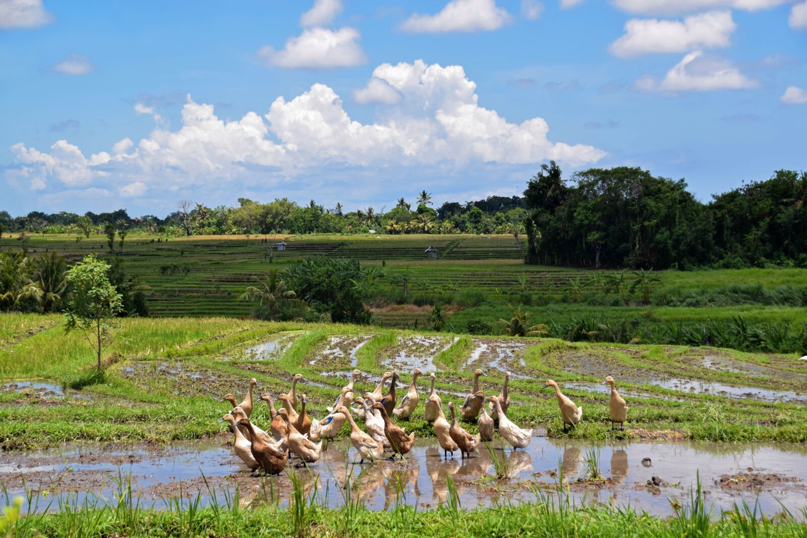 Nikon D3300 sample photo. Bali, indonesia, travel photography