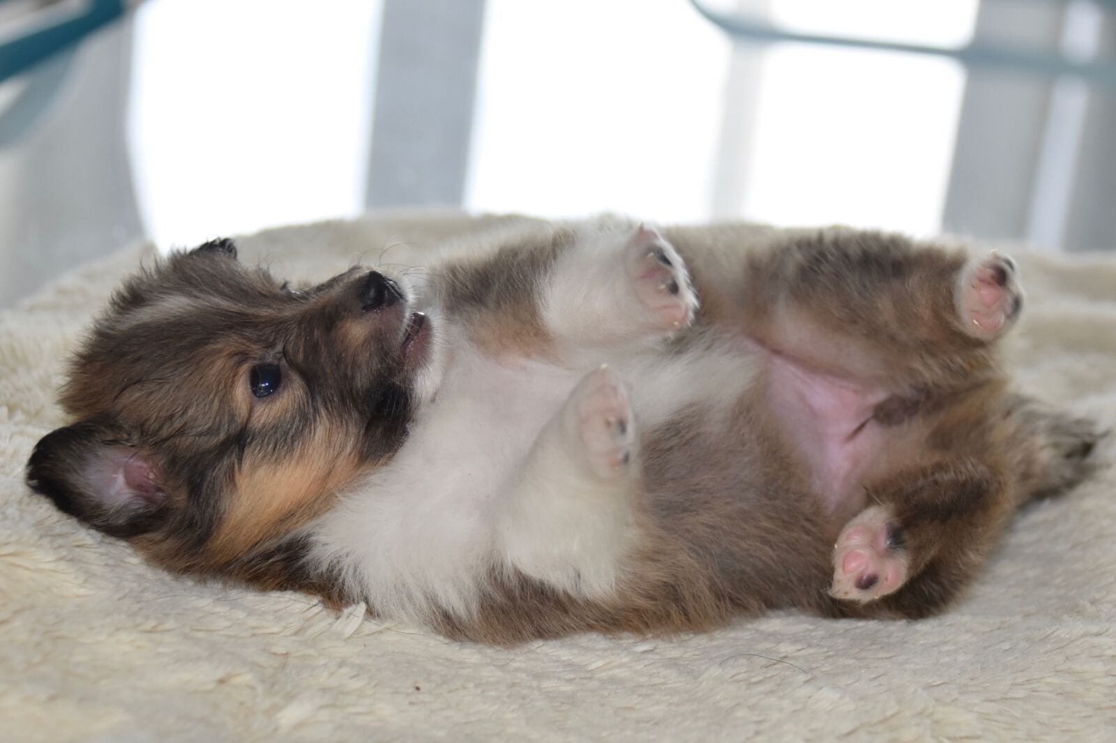 Nikon D5600 sample photo. Puppy, dog, puppy sleeping photography