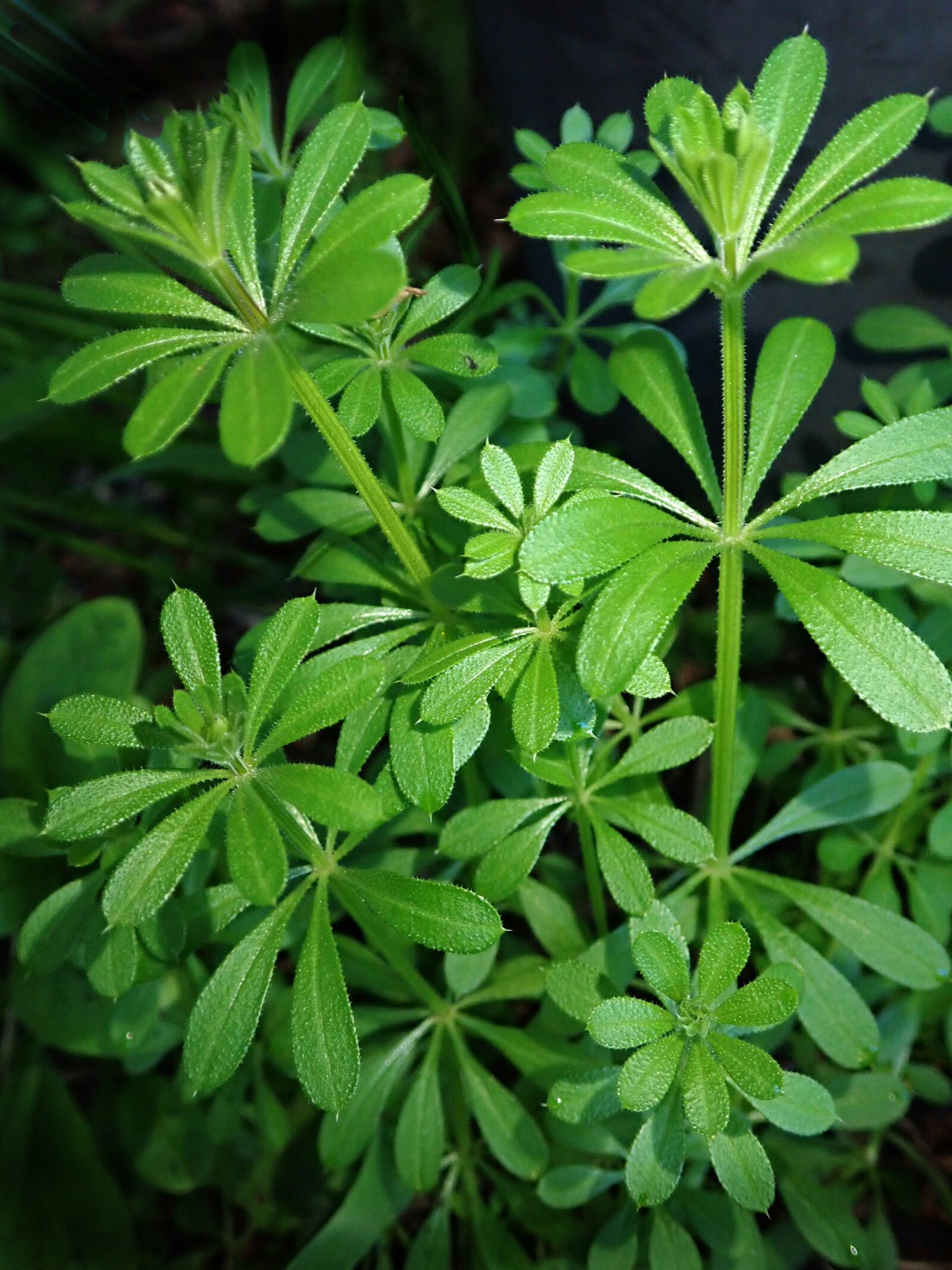 Olympus TG-5 sample photo. Weed, sticky weed, garden photography