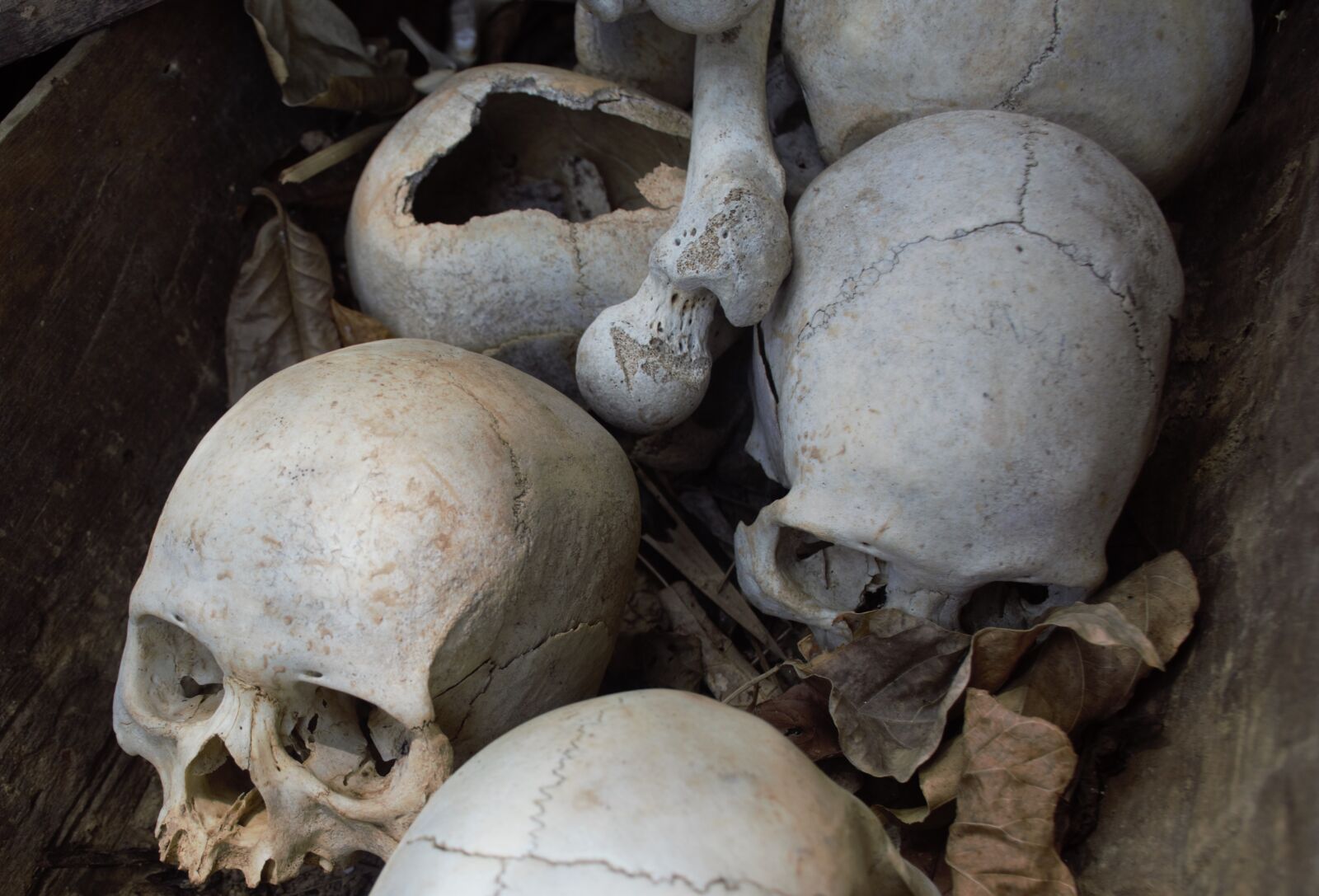 Nikon D5300 sample photo. Skull, gua desa penggoli photography