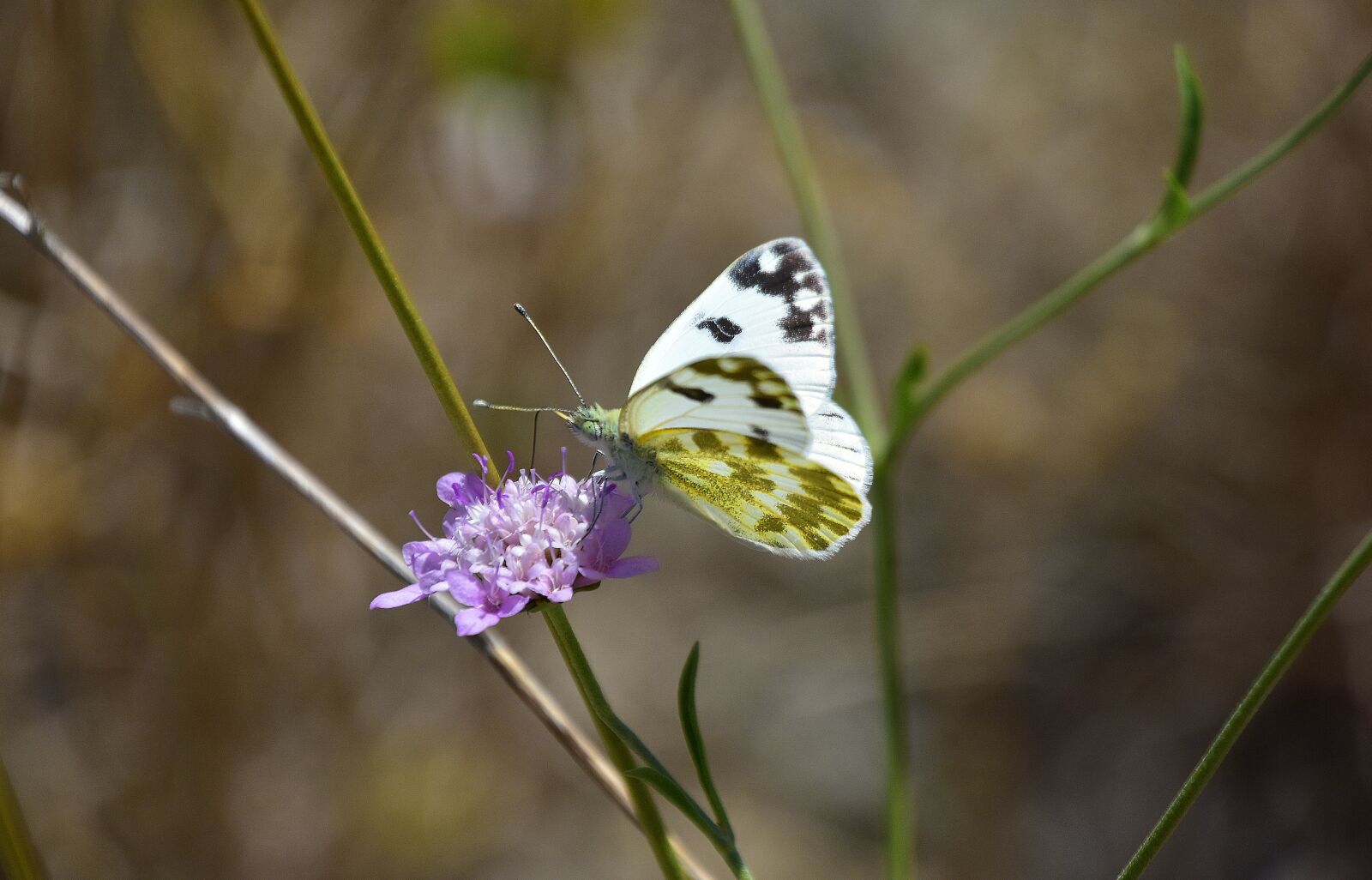 Nikon D7200 sample photo. Plants, garden, butterflies photography