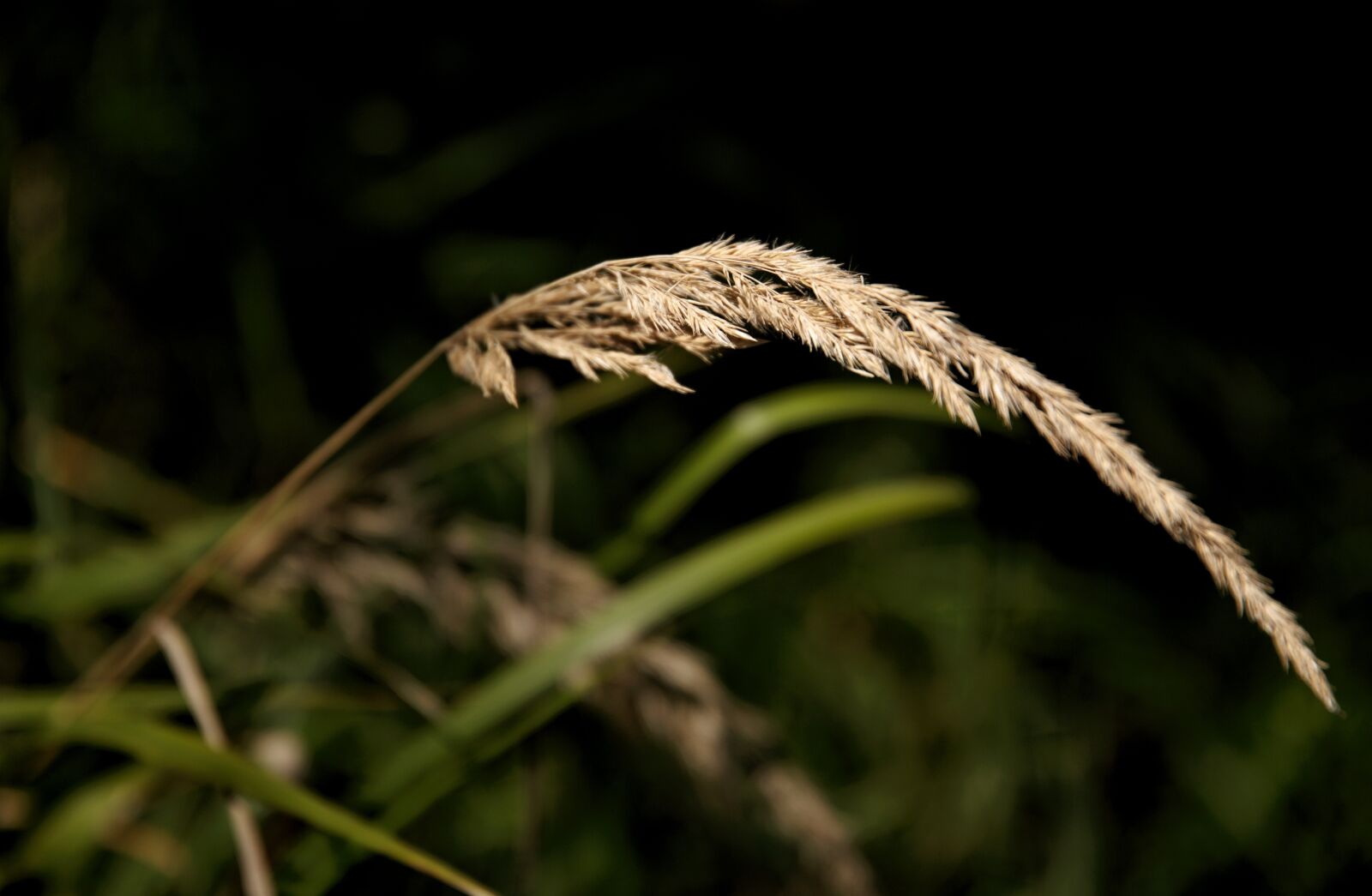 Canon EOS 6D sample photo. Nature, forest, leaves photography
