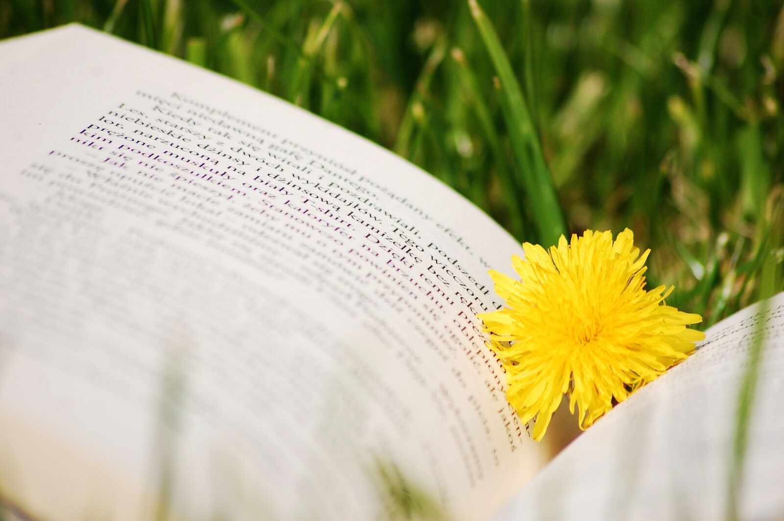 Nikon D40 sample photo. Book, sonchus oleraceus, nature photography