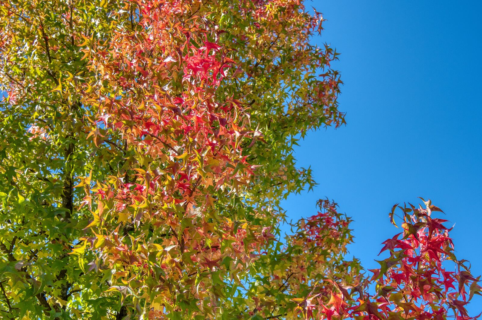 Nikon D750 sample photo. Maple, tree, autumn photography