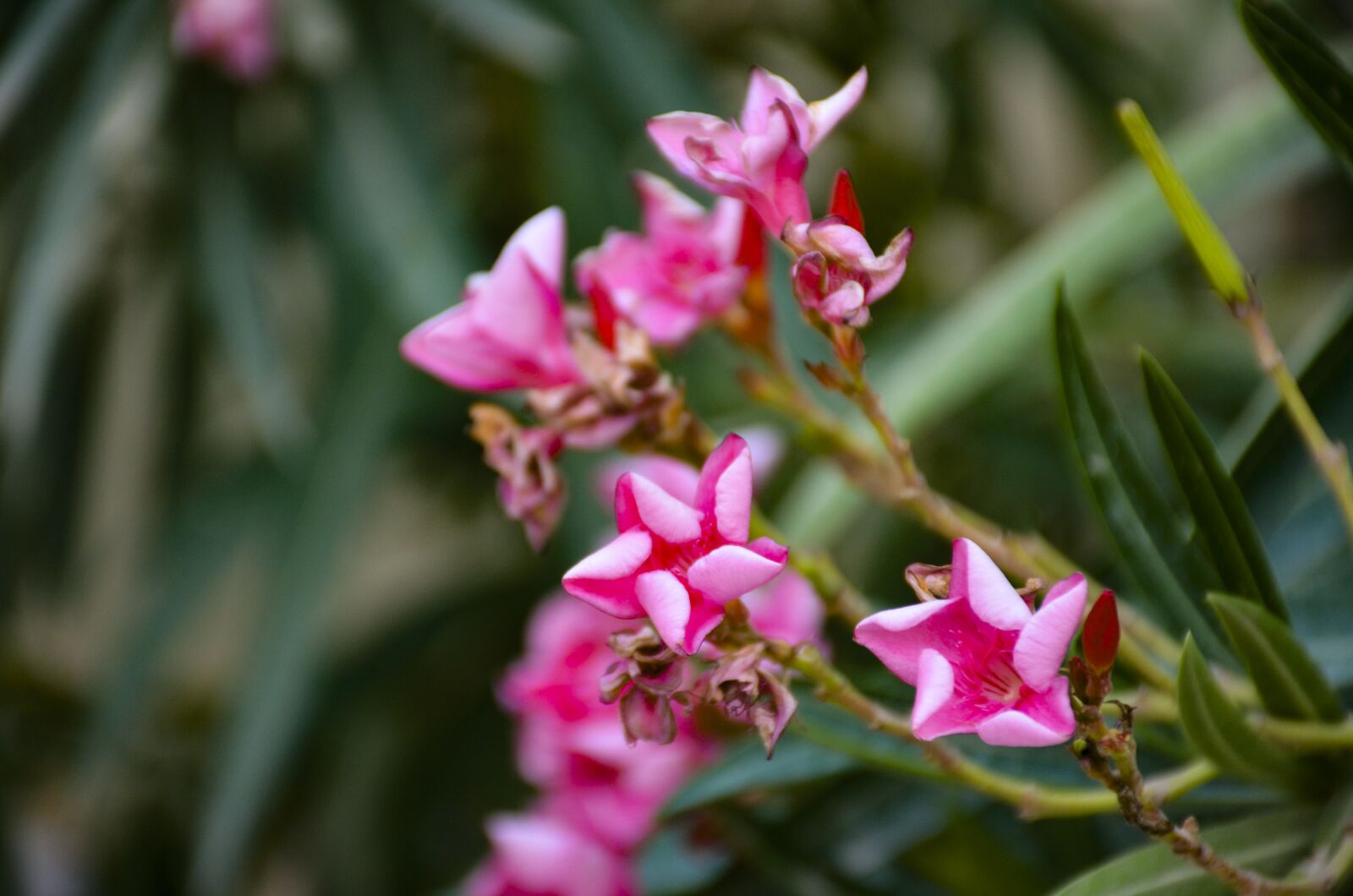 Nikon D7000 sample photo. Pink flower, close up photography