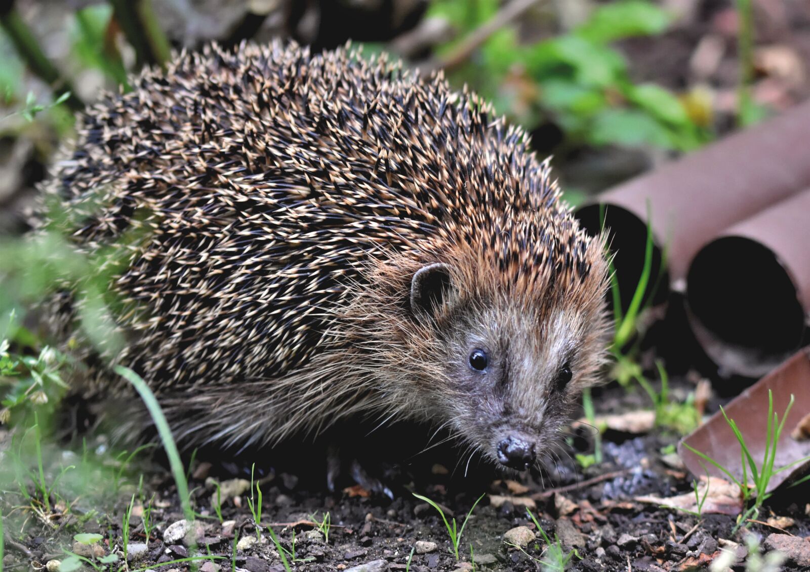 Nikon D7200 sample photo. Hedgehog, spur, hannah photography