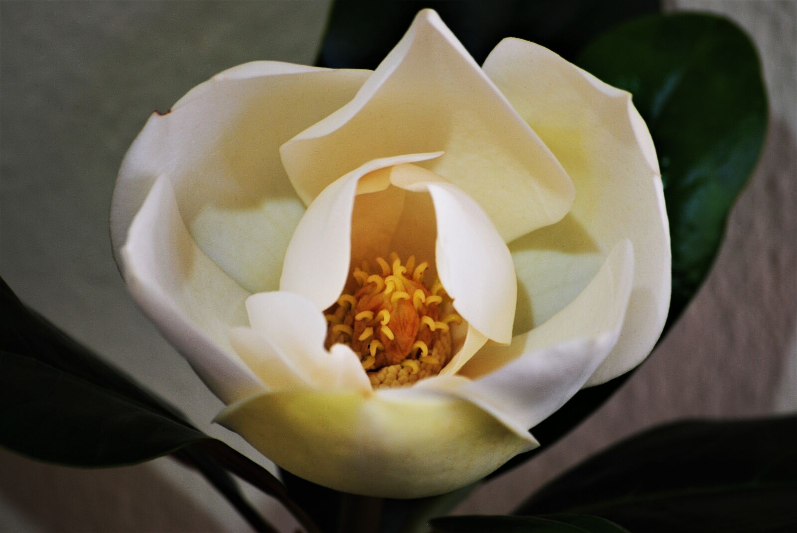 Nikon D80 sample photo. Flower, light, spring photography
