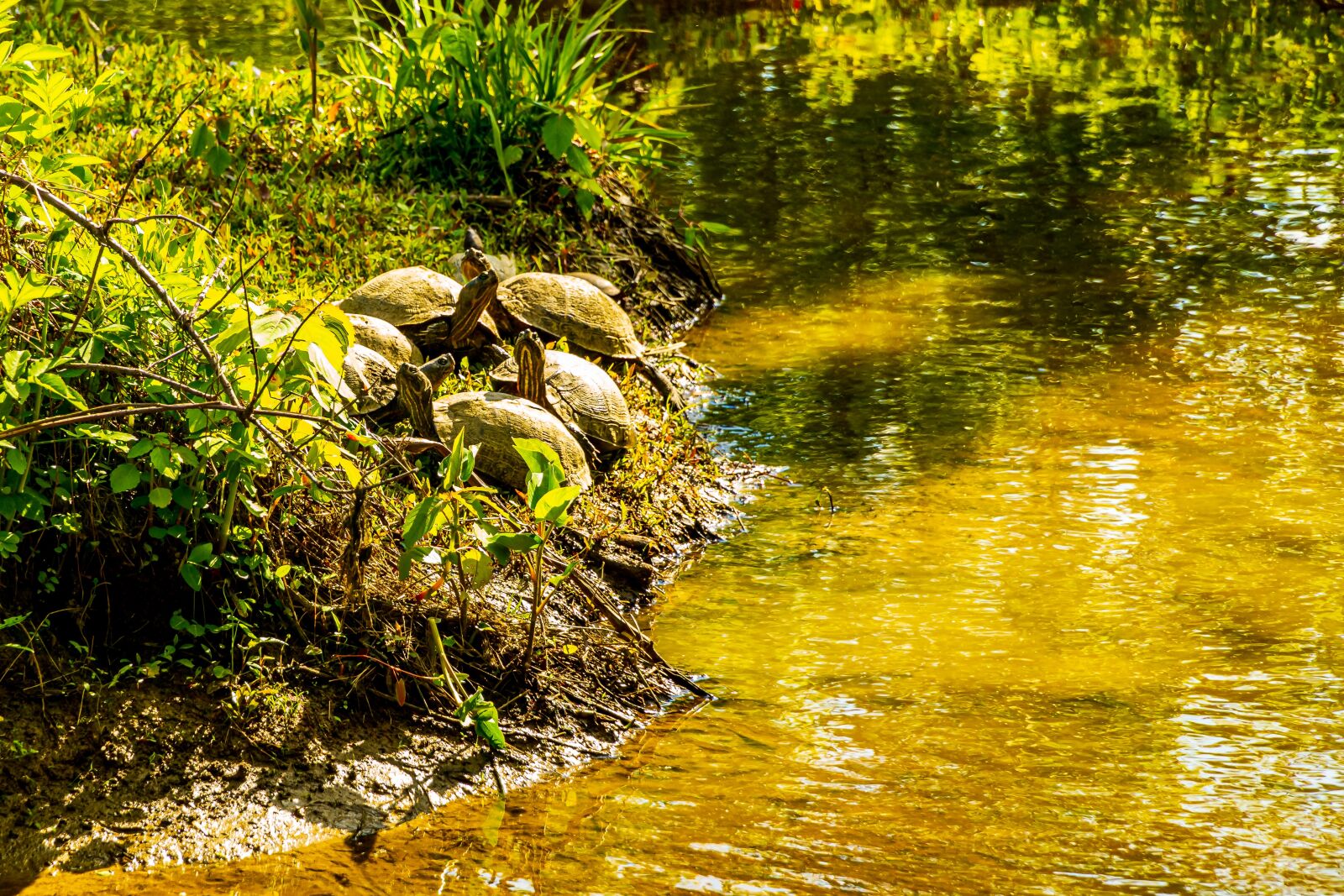 Sony E PZ 18-105mm F4 G OSS sample photo. Mud turtles, musk turtles photography