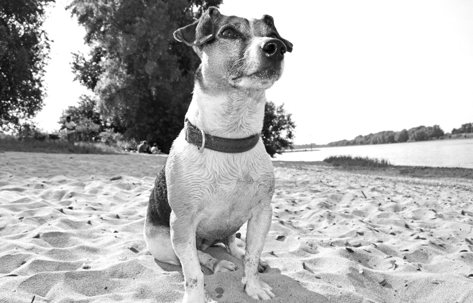 Nikon D5100 sample photo. Dog, terrier, beach photography