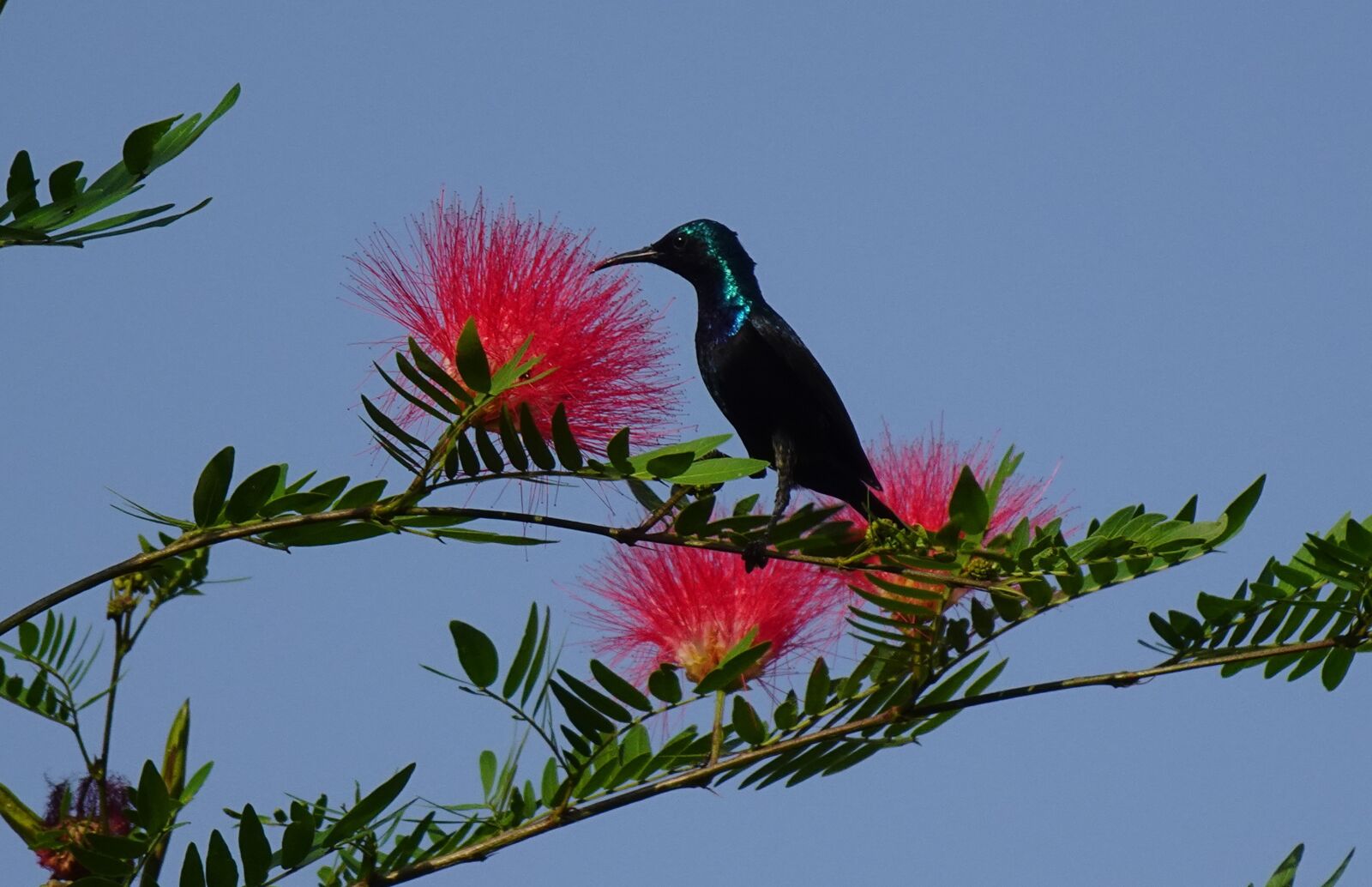 Sony DSC-WX800 sample photo. Bird, purple sunbird, cinnyris photography