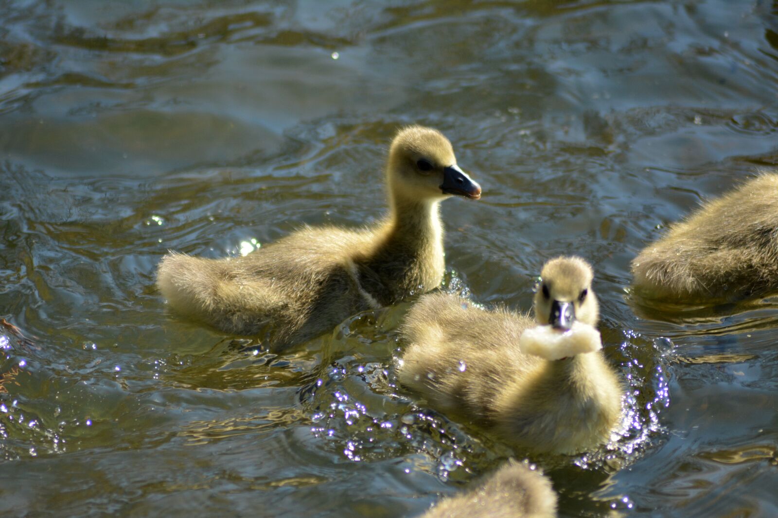 Nikon D5200 sample photo. Gæsling, feeding, young photography
