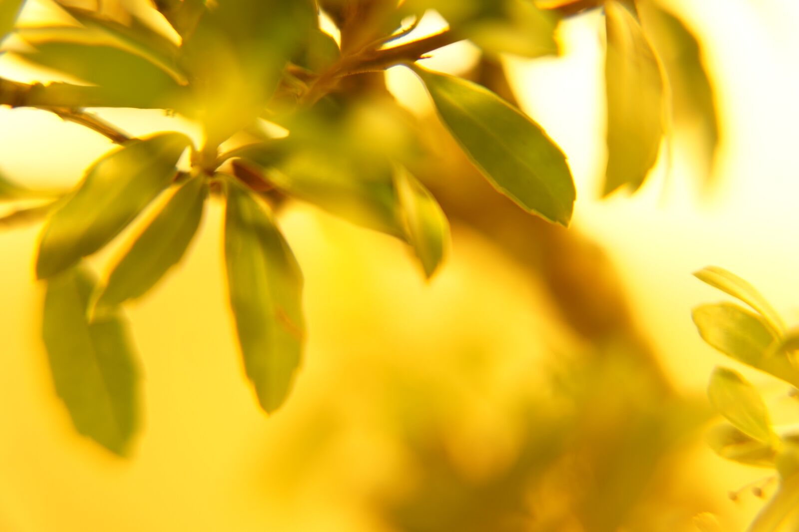 Sony DT 16-50mm F2.8 SSM sample photo. Leaves, summer, glow photography