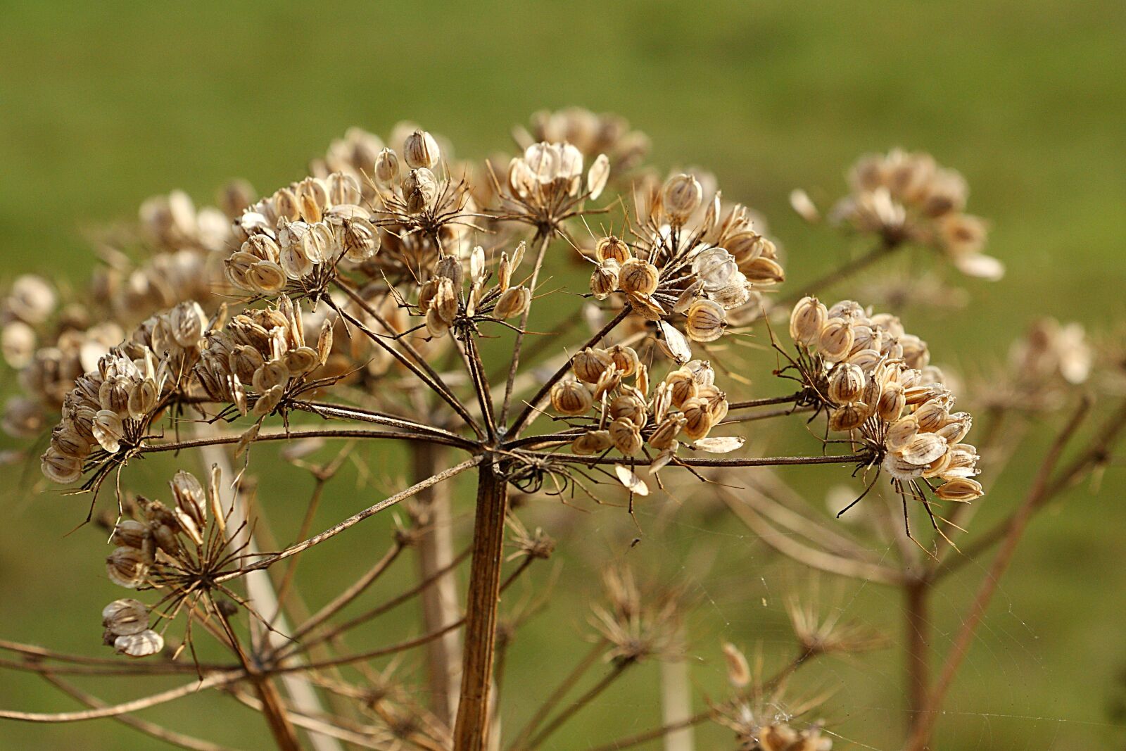 Canon EOS 450D (EOS Rebel XSi / EOS Kiss X2) sample photo. Hogweed, plant, nature photography