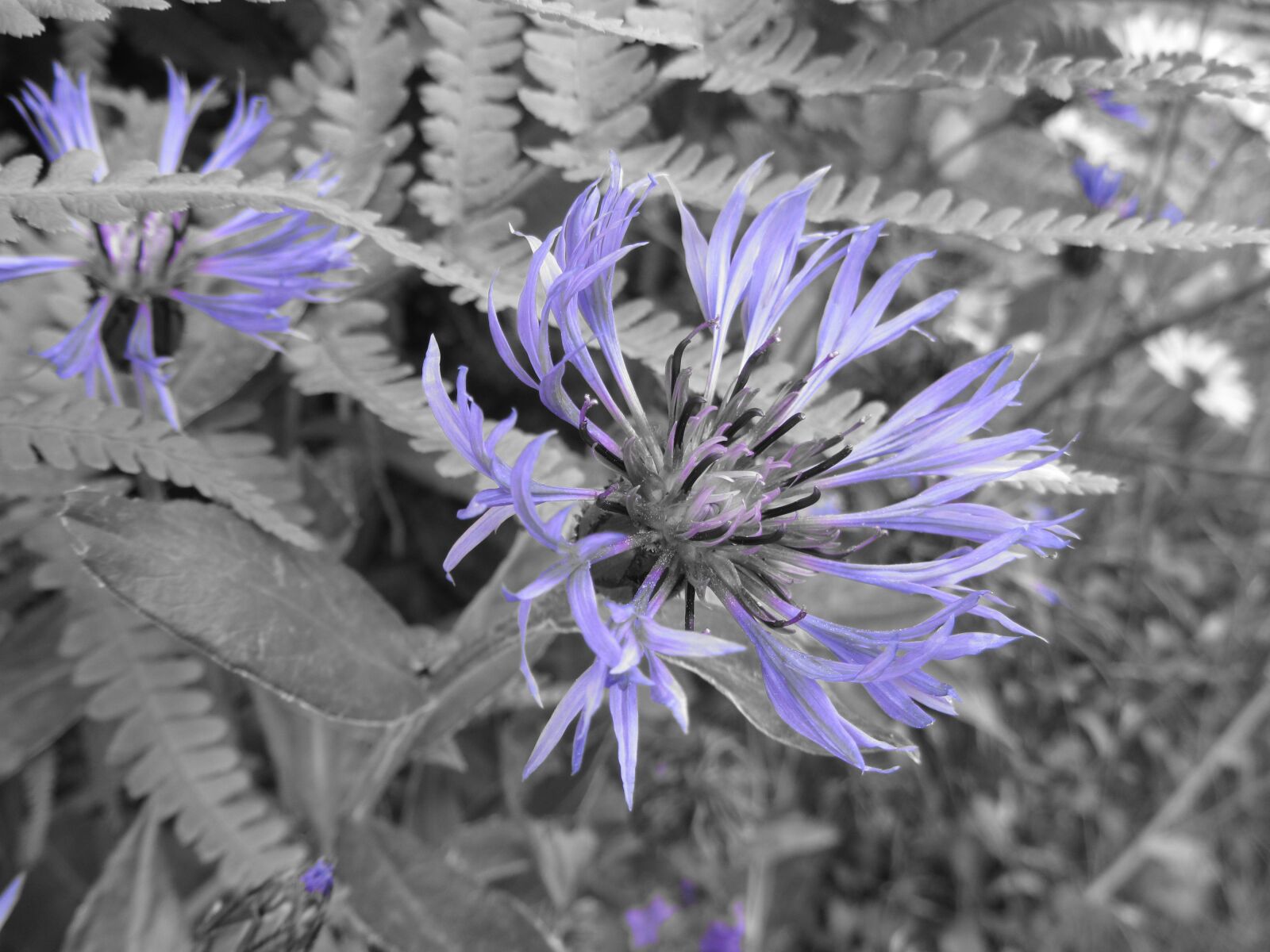 Canon PowerShot SX230 HS sample photo. Knapweed, flower, blueberry photography