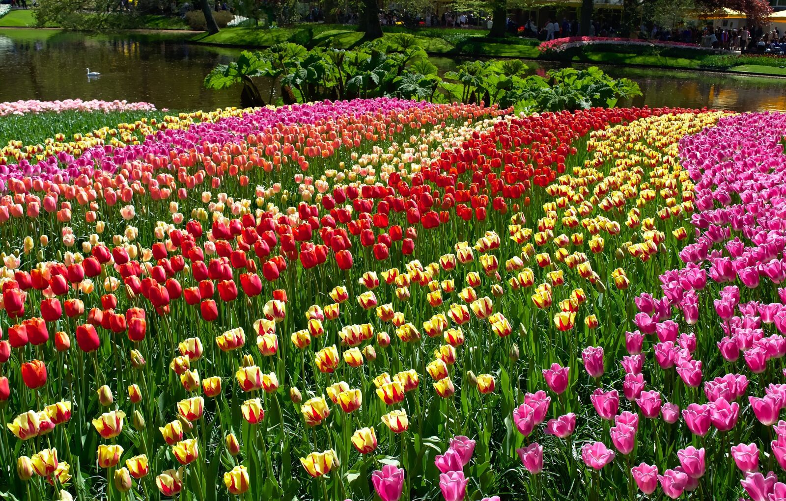 Nikon D5300 sample photo. Tulips, garden, blooming photography