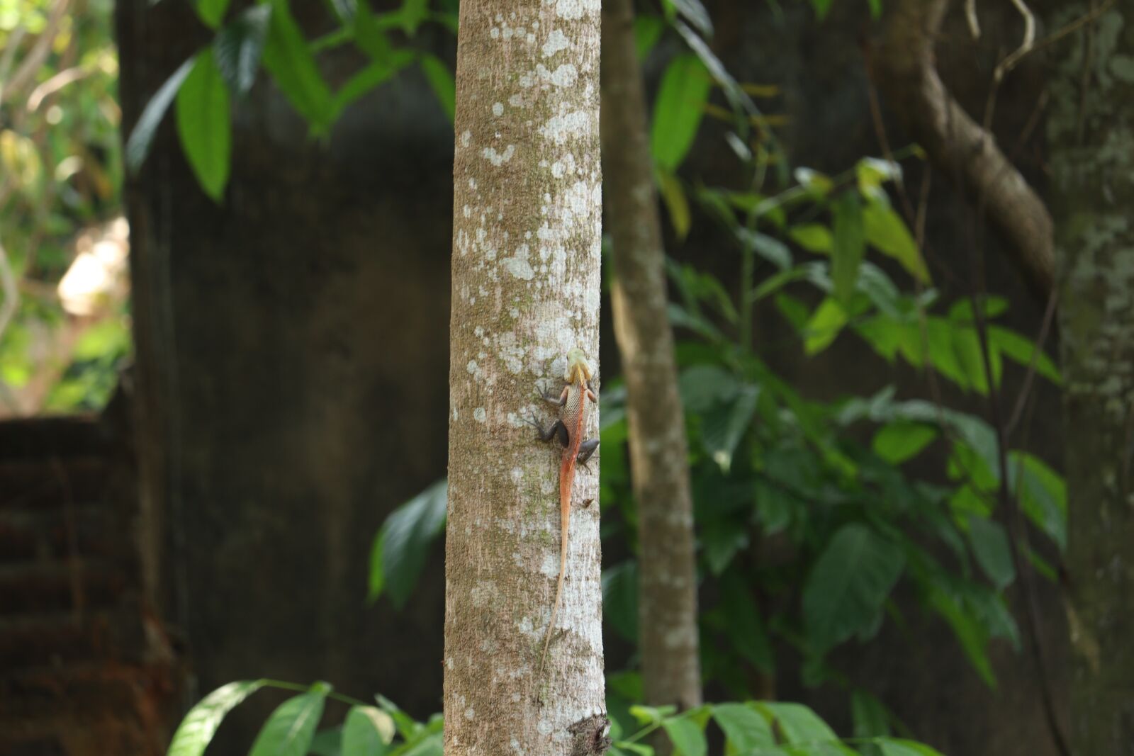 Canon EOS 250D (EOS Rebel SL3 / EOS Kiss X10 / EOS 200D II) sample photo. Chameleon, kerala, tree photography