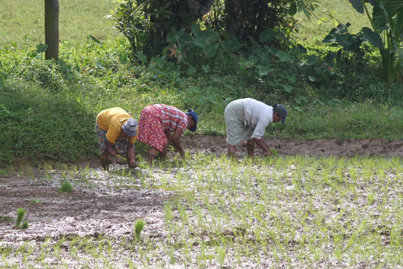 Canon EOS 500D (EOS Rebel T1i / EOS Kiss X3) sample photo. Paddy, asia, sri lanka photography