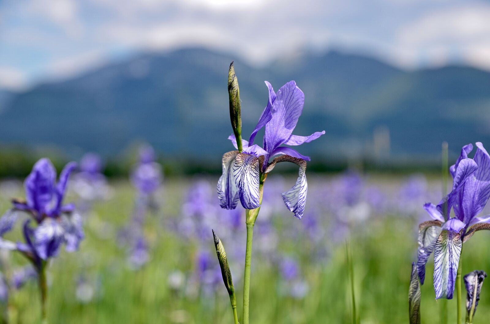 Nikon D7000 sample photo. Iris, flowers, nature photography