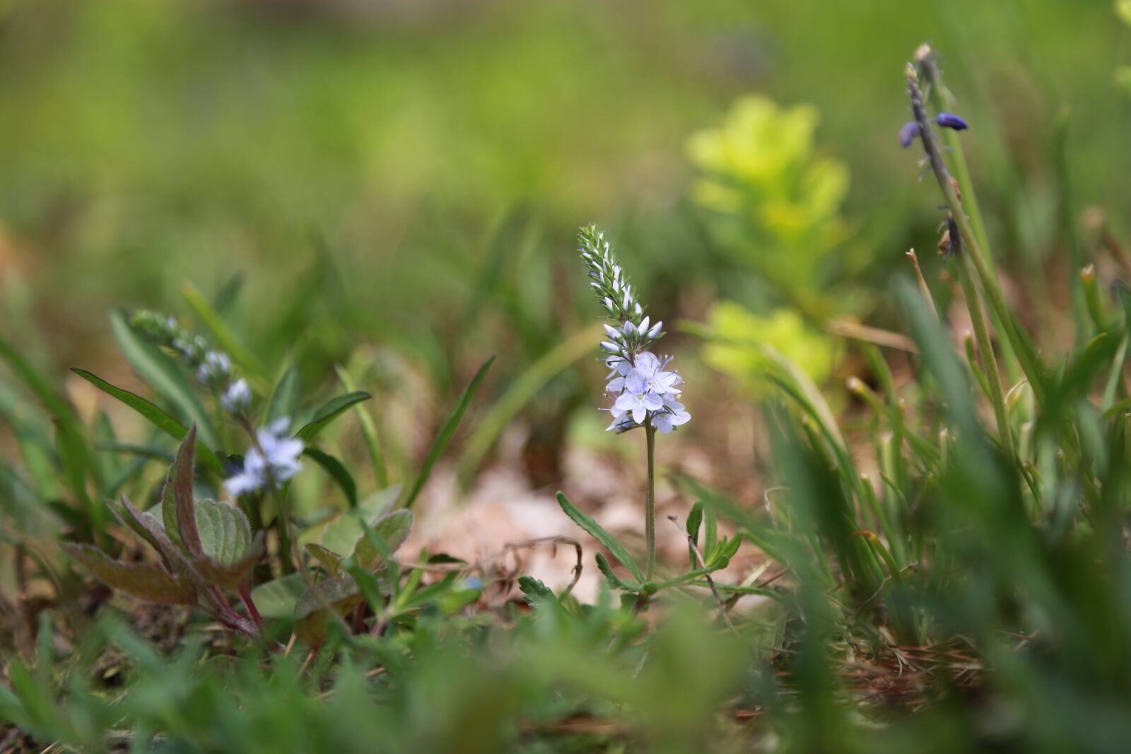 Canon EOS 6D + Canon EF 24-105mm F4L IS USM sample photo. Nature, plants, flowers photography